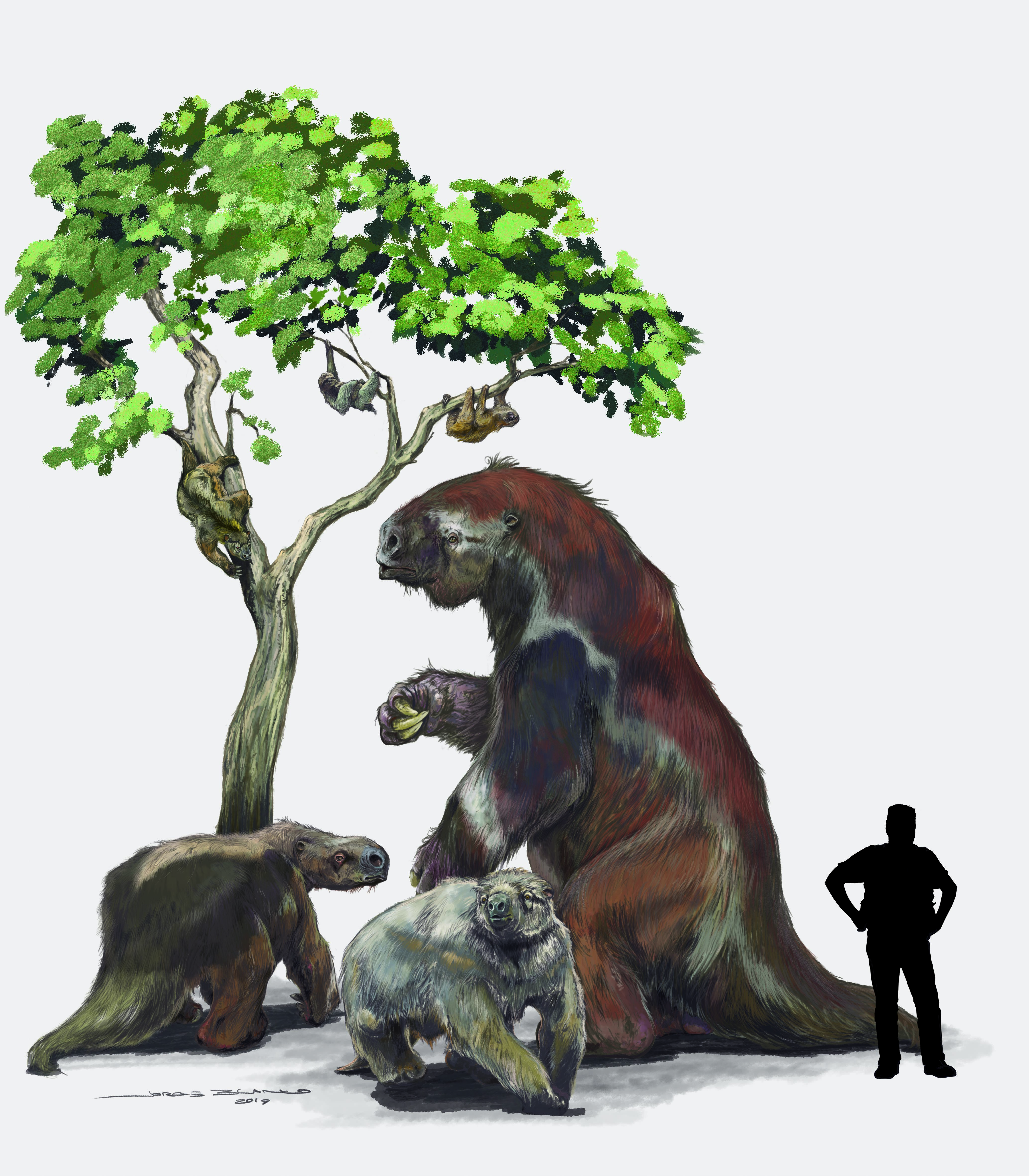 Not so fast: Ancient proteins shed light on sloth evolution