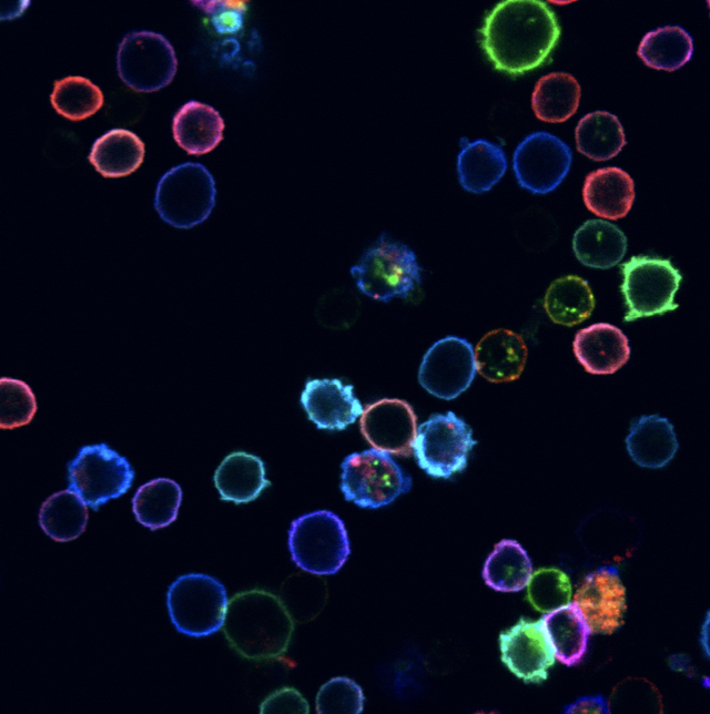 Spatiotemporal Multiplexed Immunofluorescence Imaging of Living Cells and Tissues