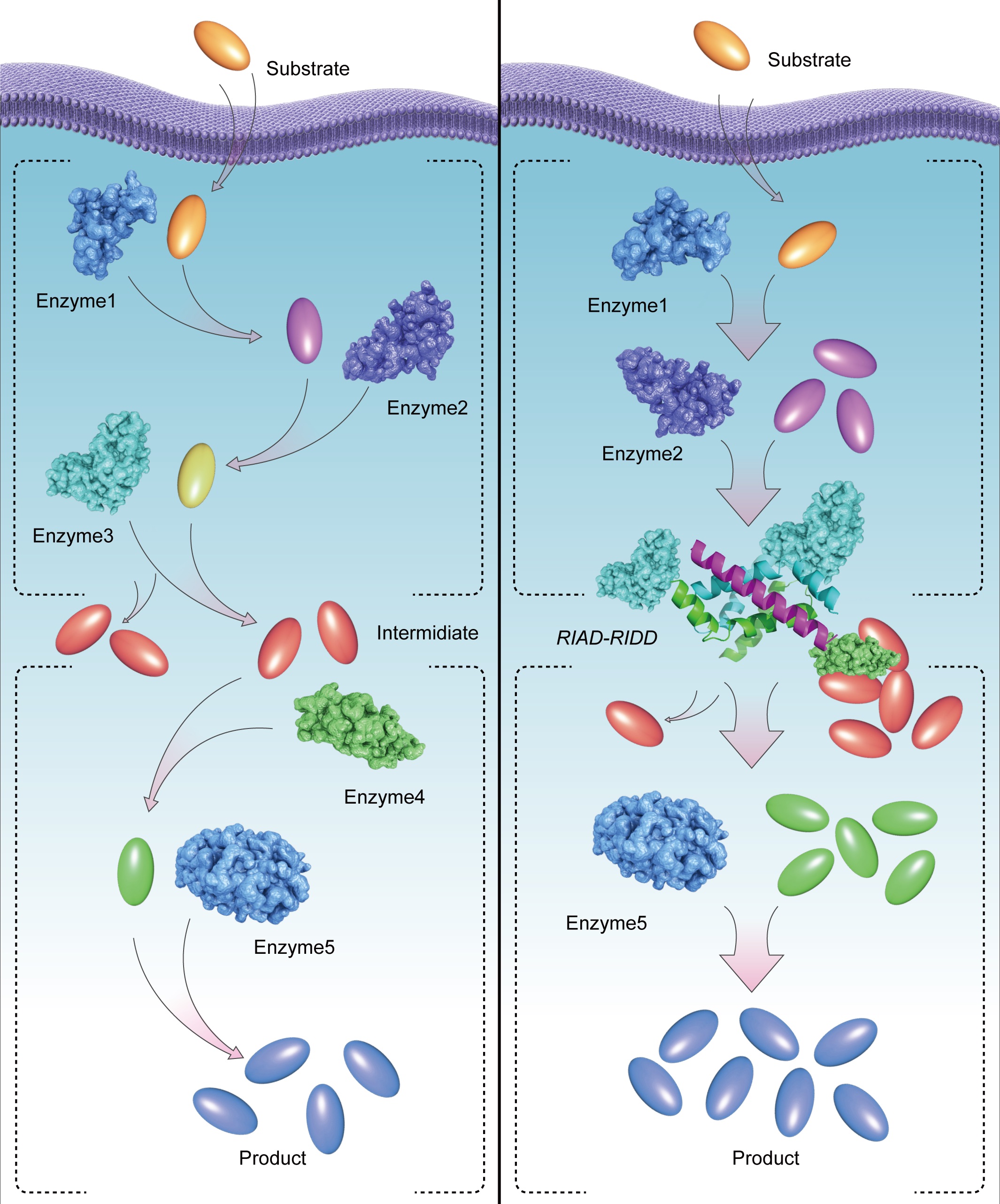Using a novel artificial protein scaffold to streamline metabolic flux: Accurate assembly of intracellular metabolic key nodes