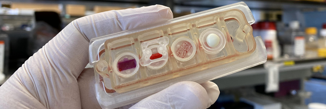 A human-on-chip for drug testing
