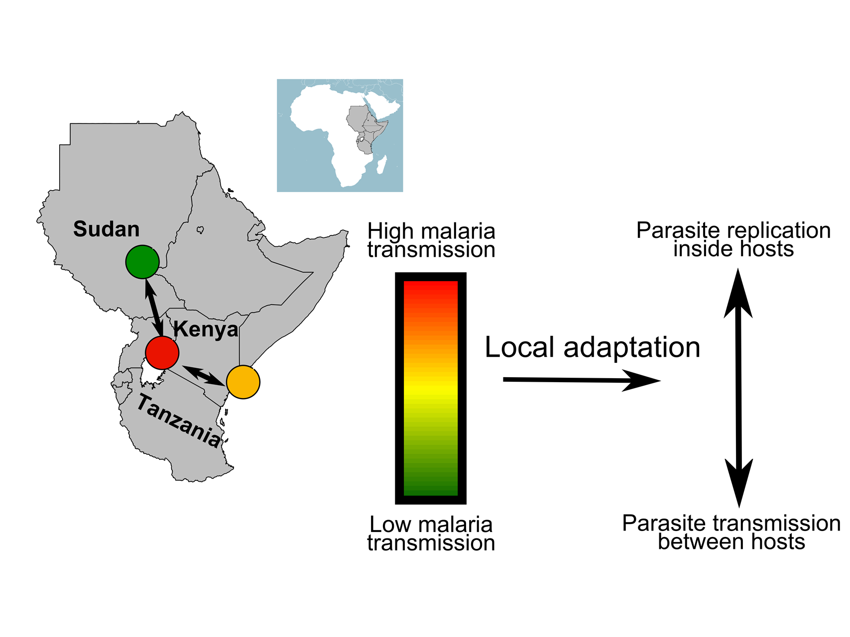 Malaria adapts