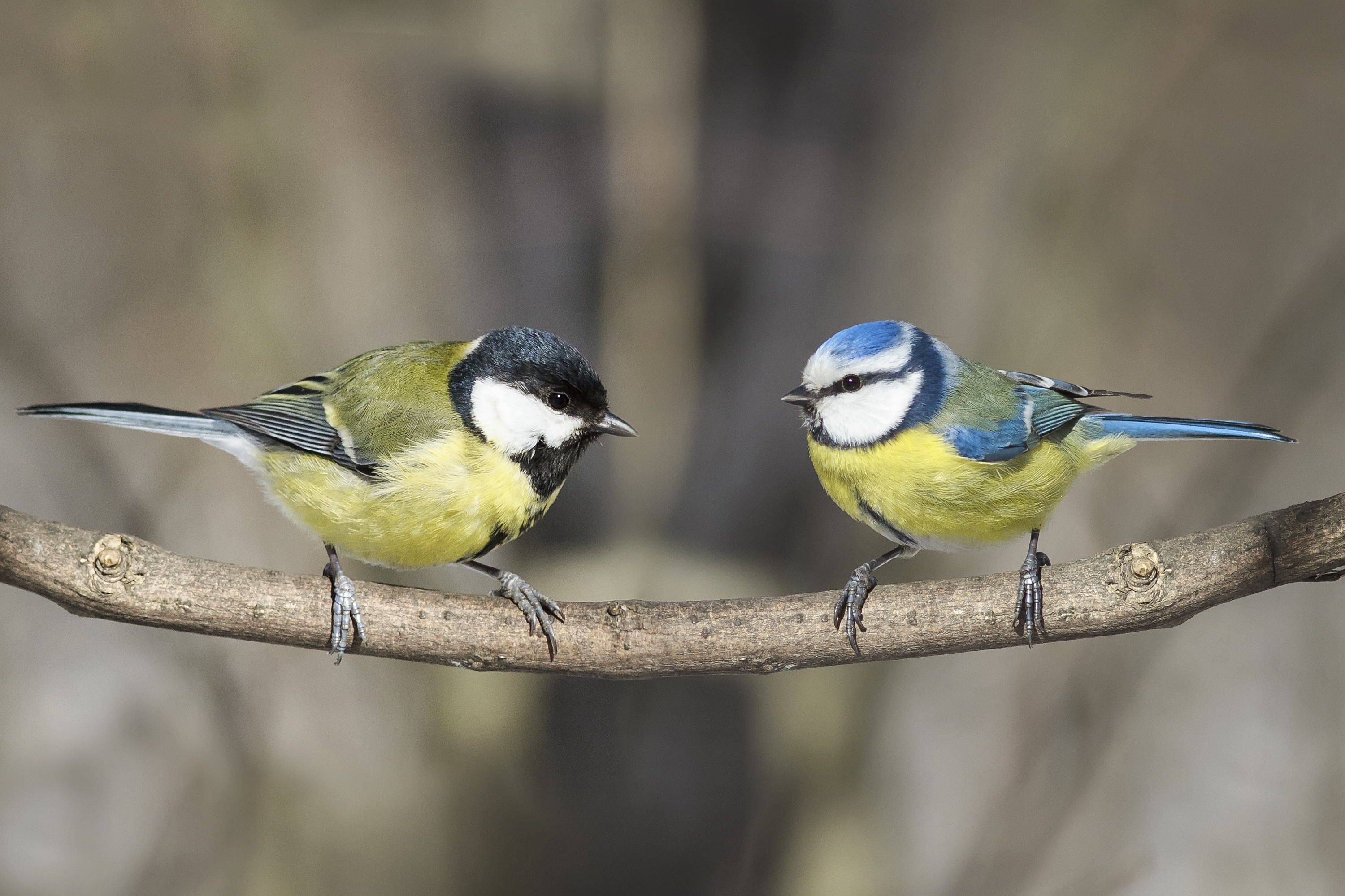 Social transmission in the wild predator population reduces predation on novel aposematic prey