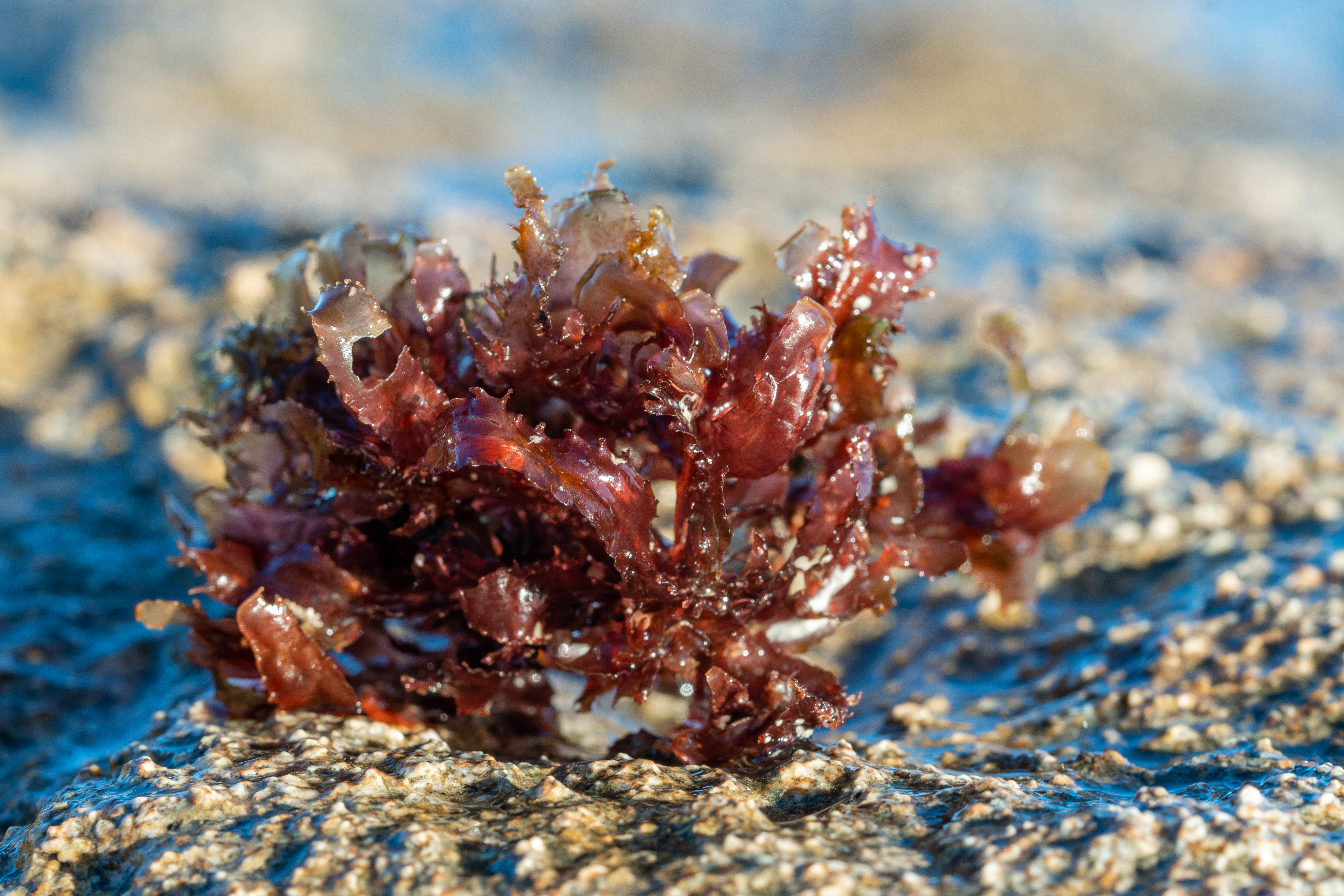 What Hawaiian Seaweeds Can Teach Us About Speciation