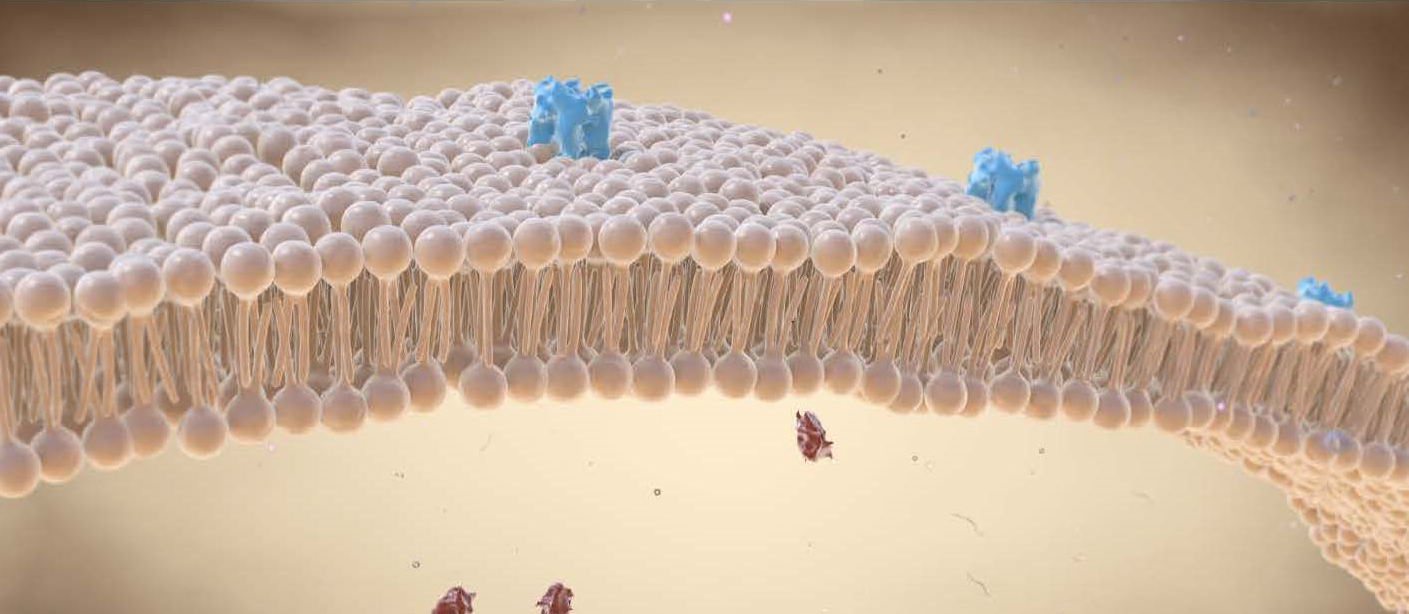 Putting Glycosphingolipids in the Limelight
