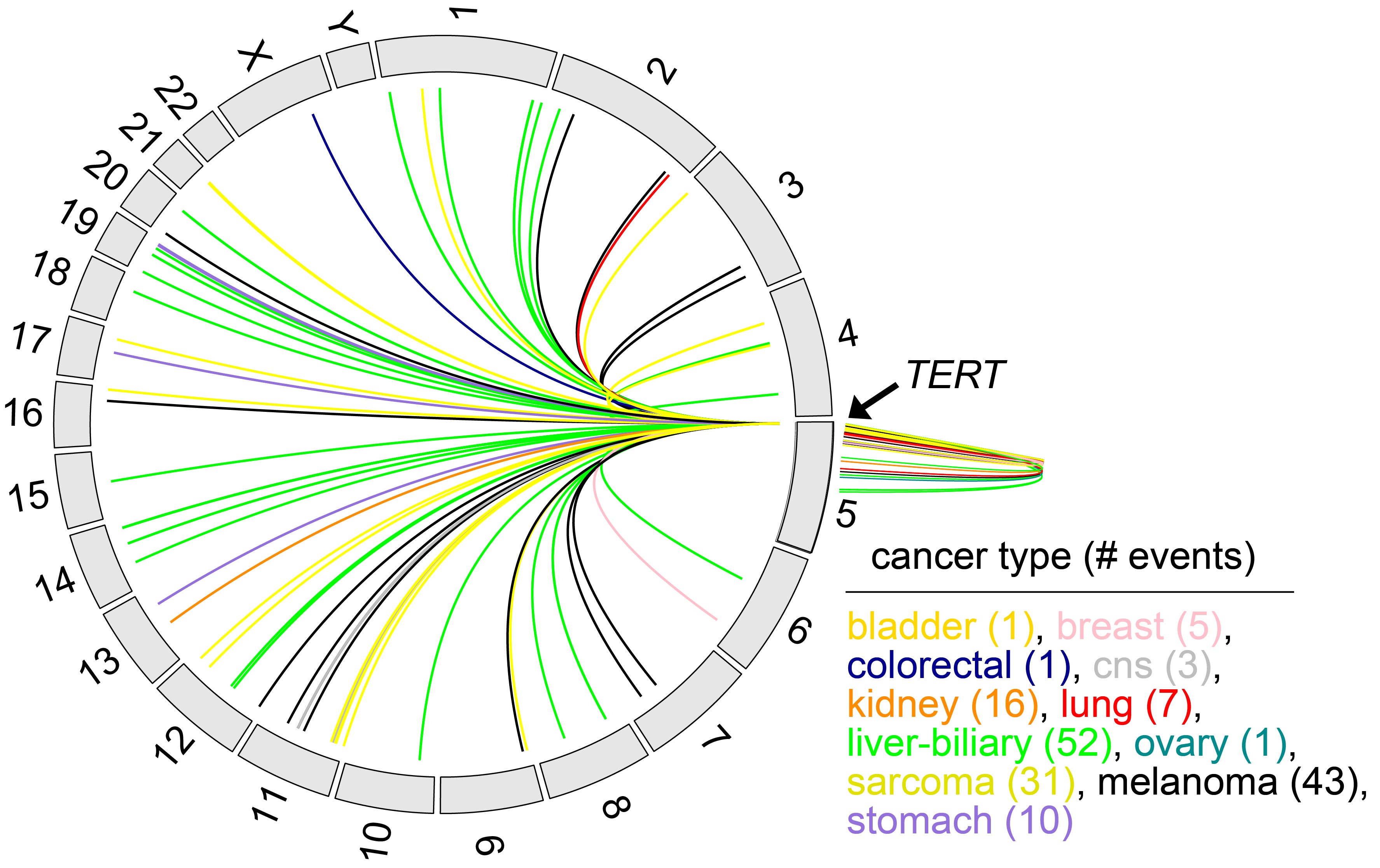 Genomic rearrangements involving non-coding regions alter gene regulation in cancer