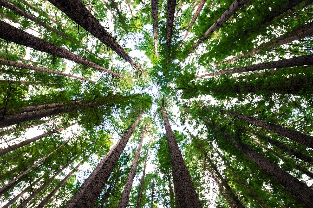 International Day of Forests