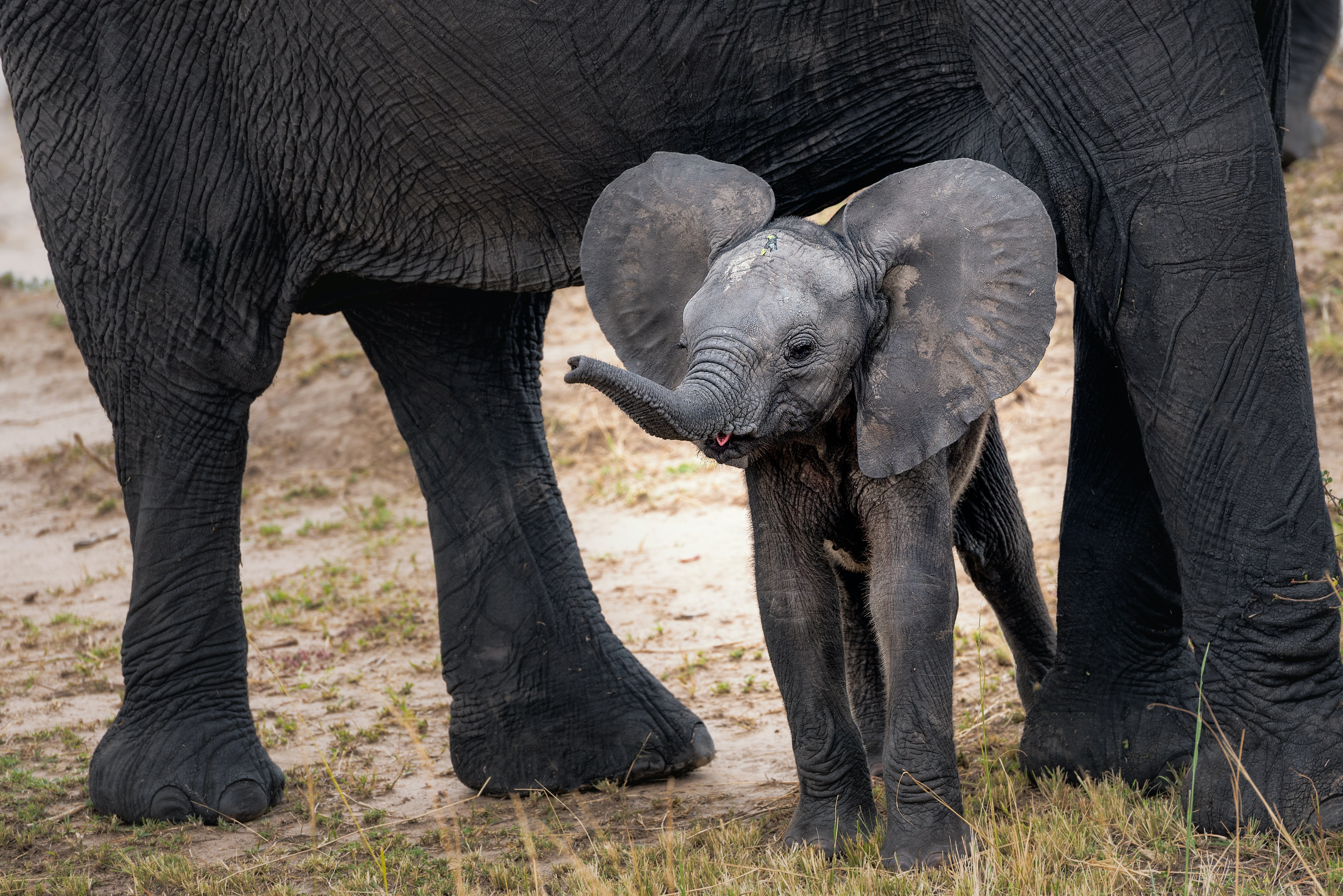 Three online workshops to help you build key conservation skills