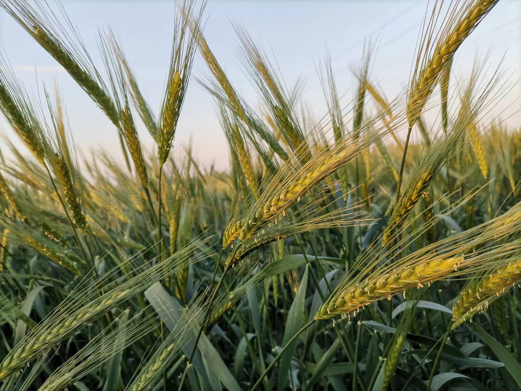 Uncover natural variation left behind in wild emmer for modern wheat improvement