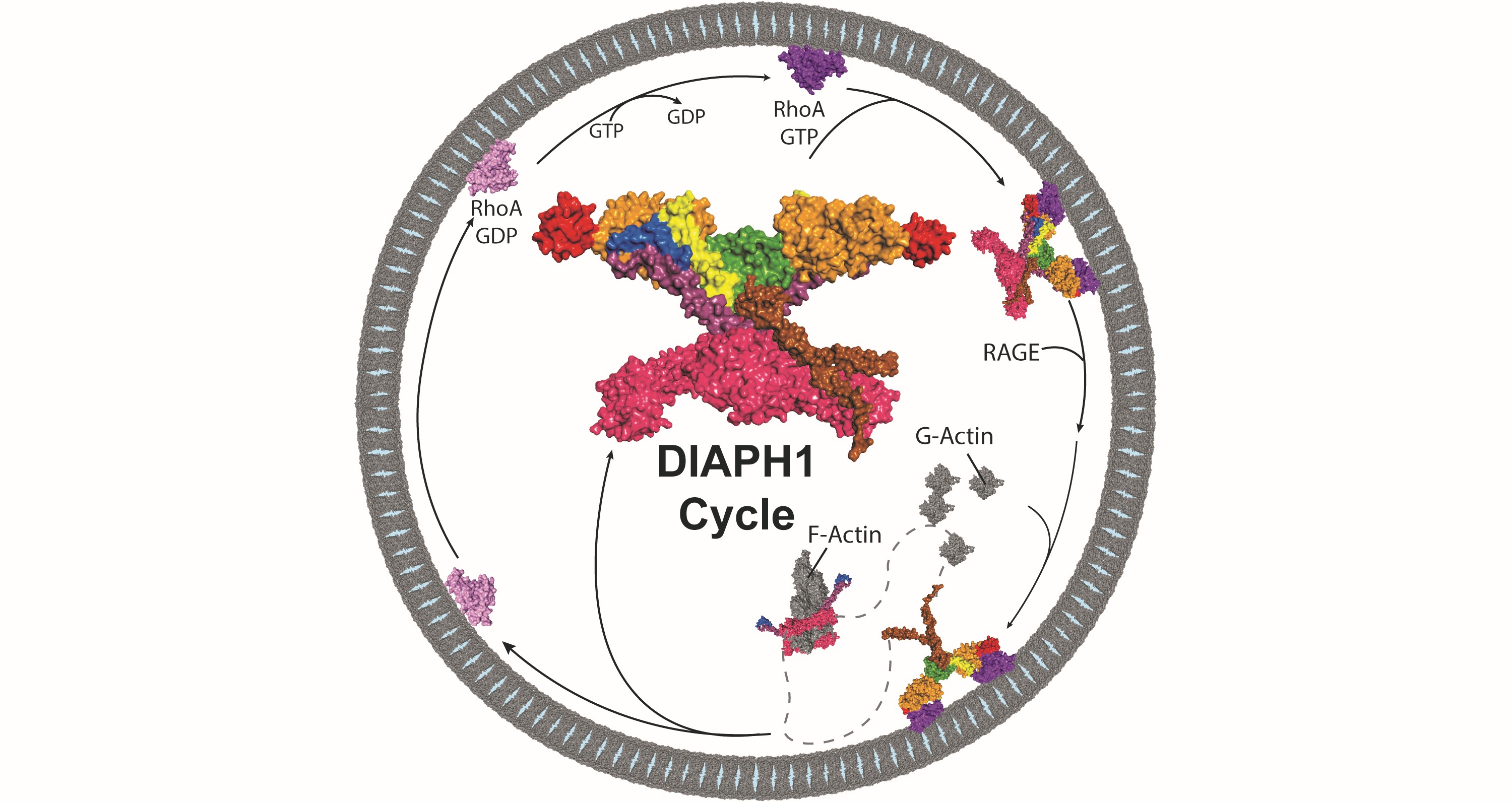 Negative cooperativity controls Actin Polymerases