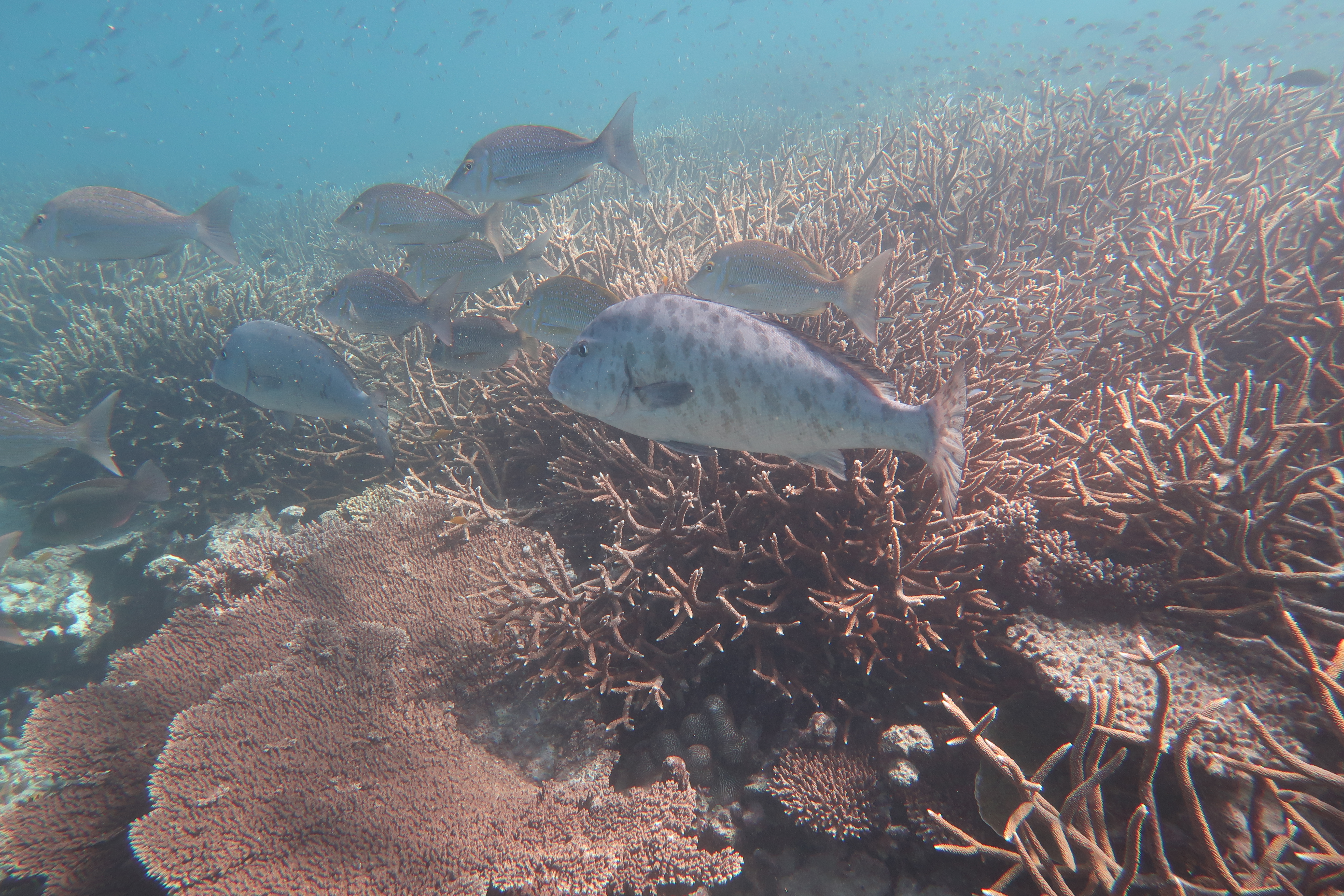 Fish and invertebrates aren't just for eating