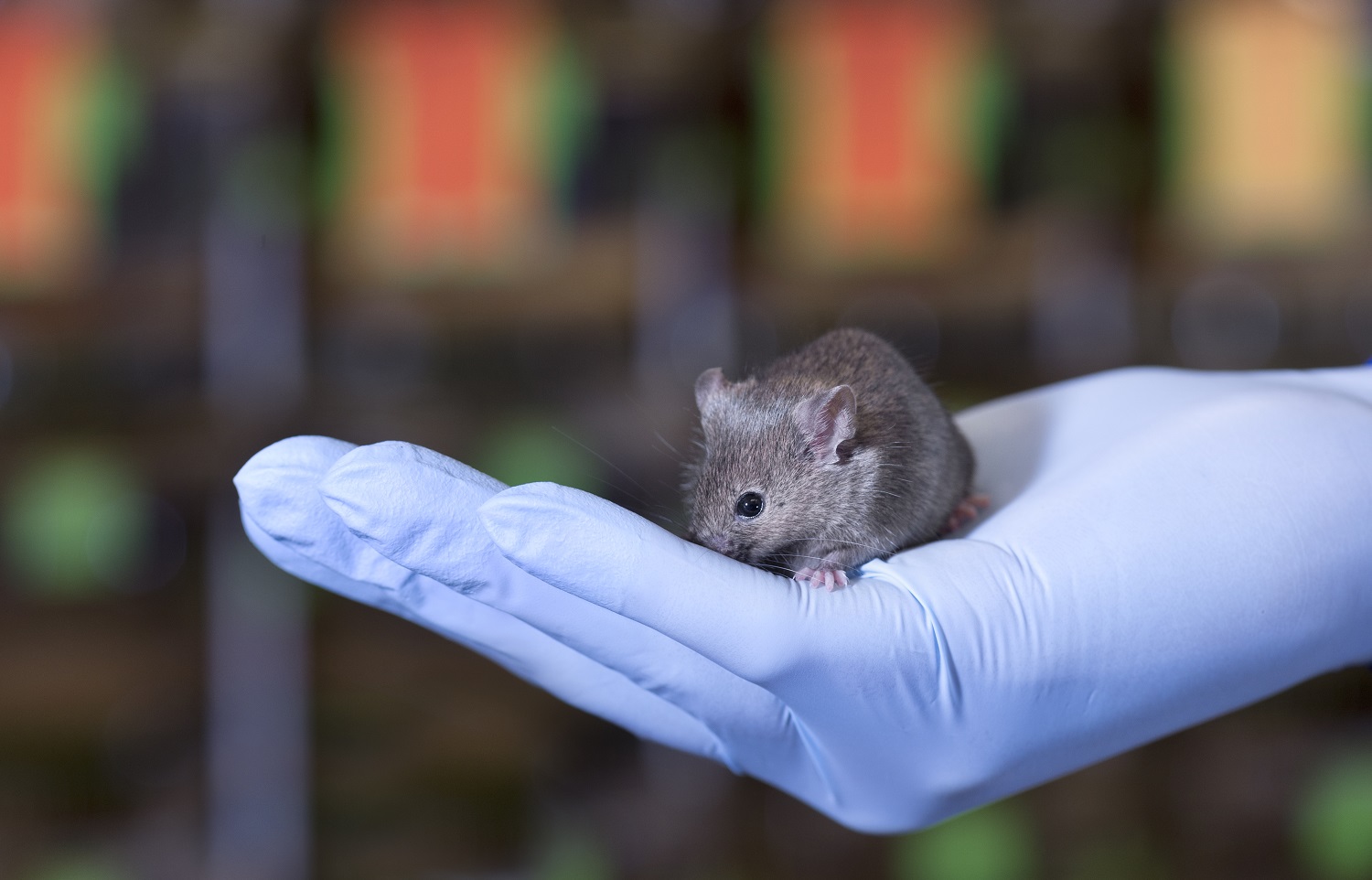 EMMA – the European Mouse Mutant Archive at INFRAFRONTIER