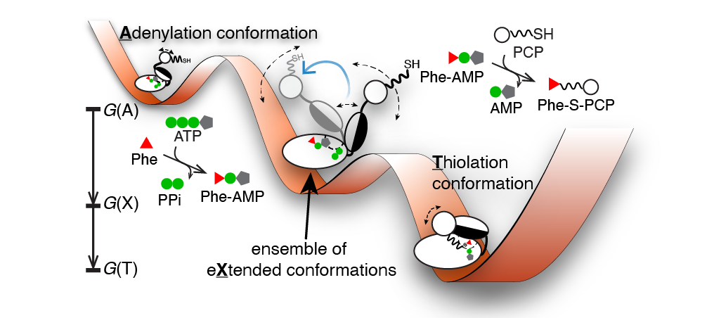 Subdomain Dynamics Enable Chemical Chain Reactions in Nonribosomal Peptide Synthetases