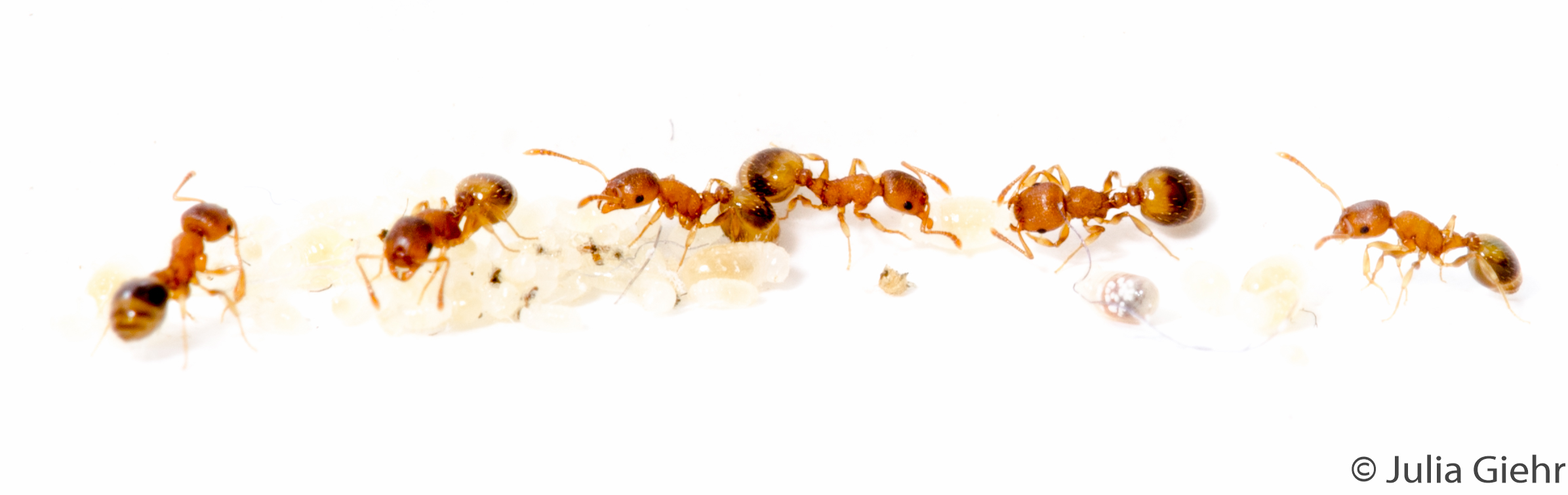 Ant workers produce males in queenless parts of multi-nest colonies