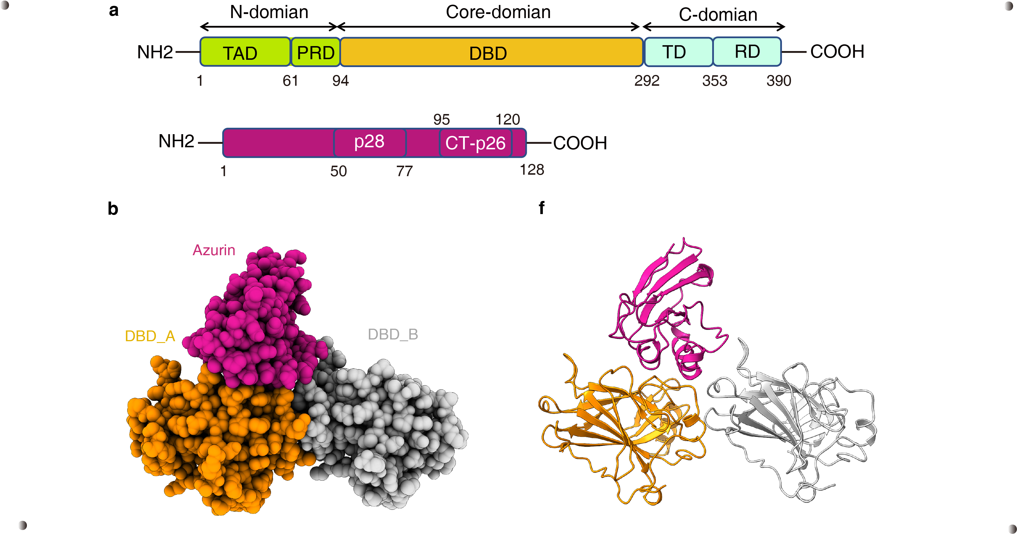 Building the bridge between a bacteria effector and an anti-tumor agent for cancer therapeutics