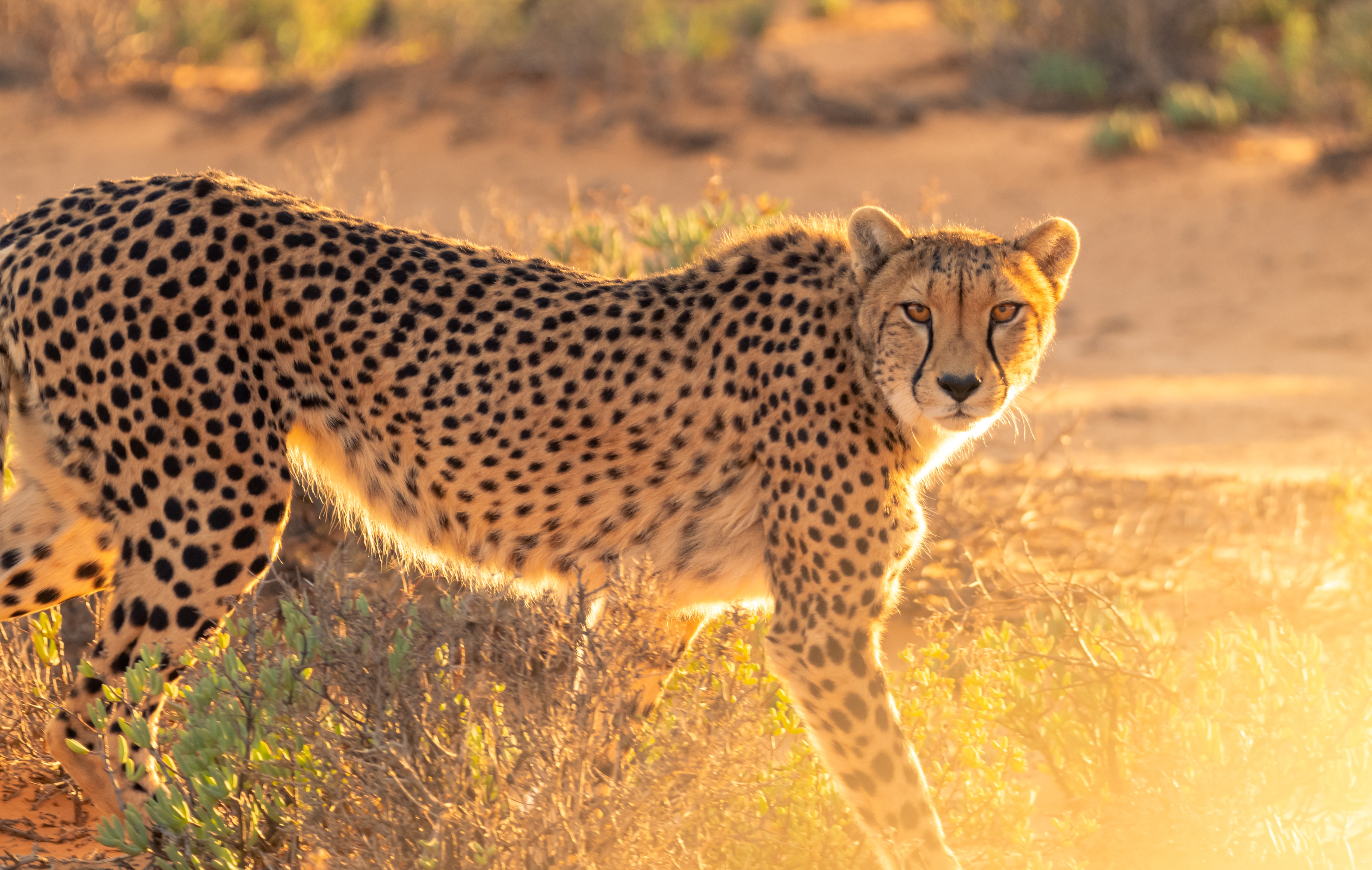 Virtual marathon runners wanted for Cheetah Conservation Fund UK