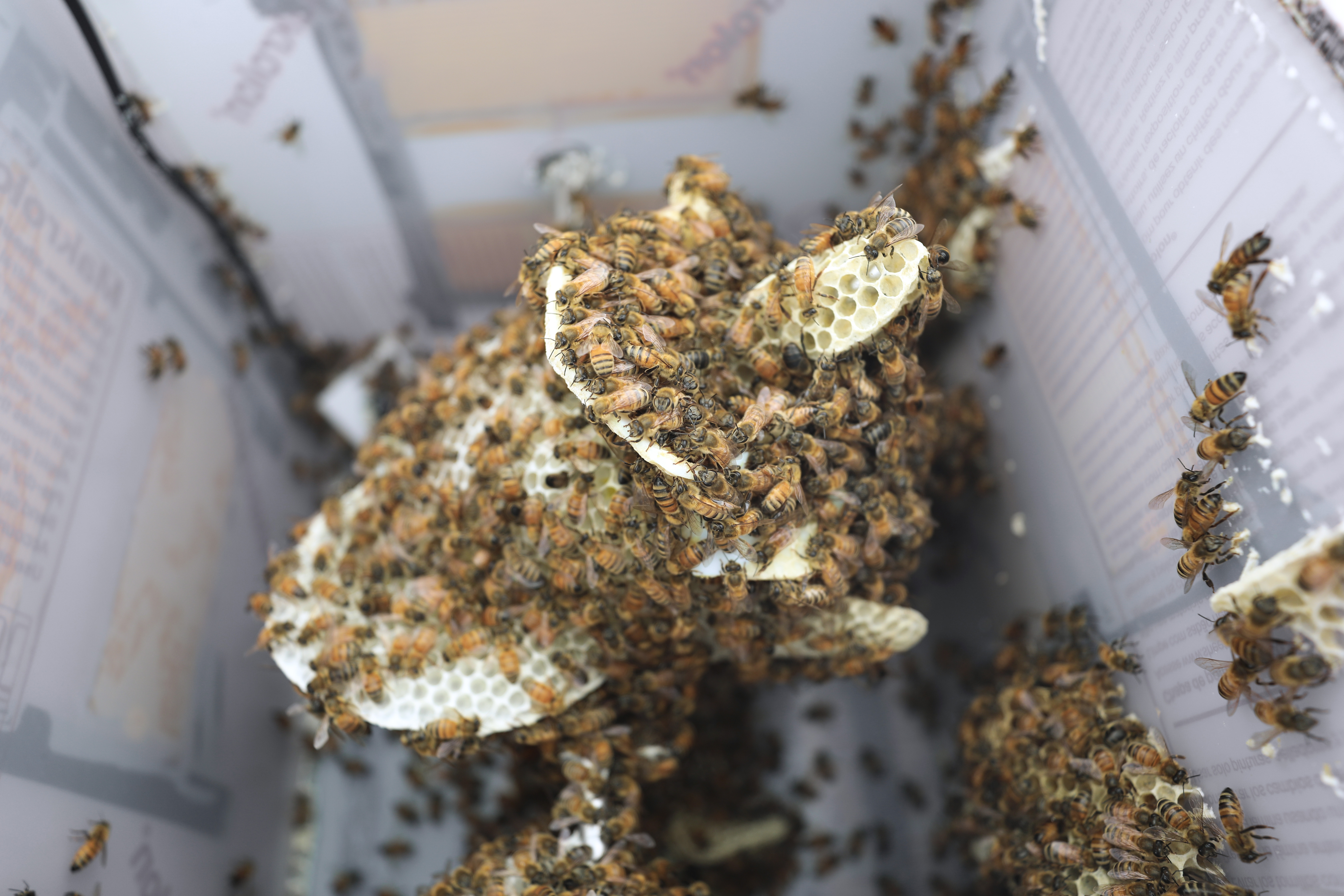 Home sweet home: inside the hives of Nature’s architects
