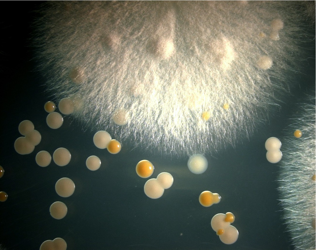 Can we Brie friends? Insights into bacterial-fungal interactions on cheese