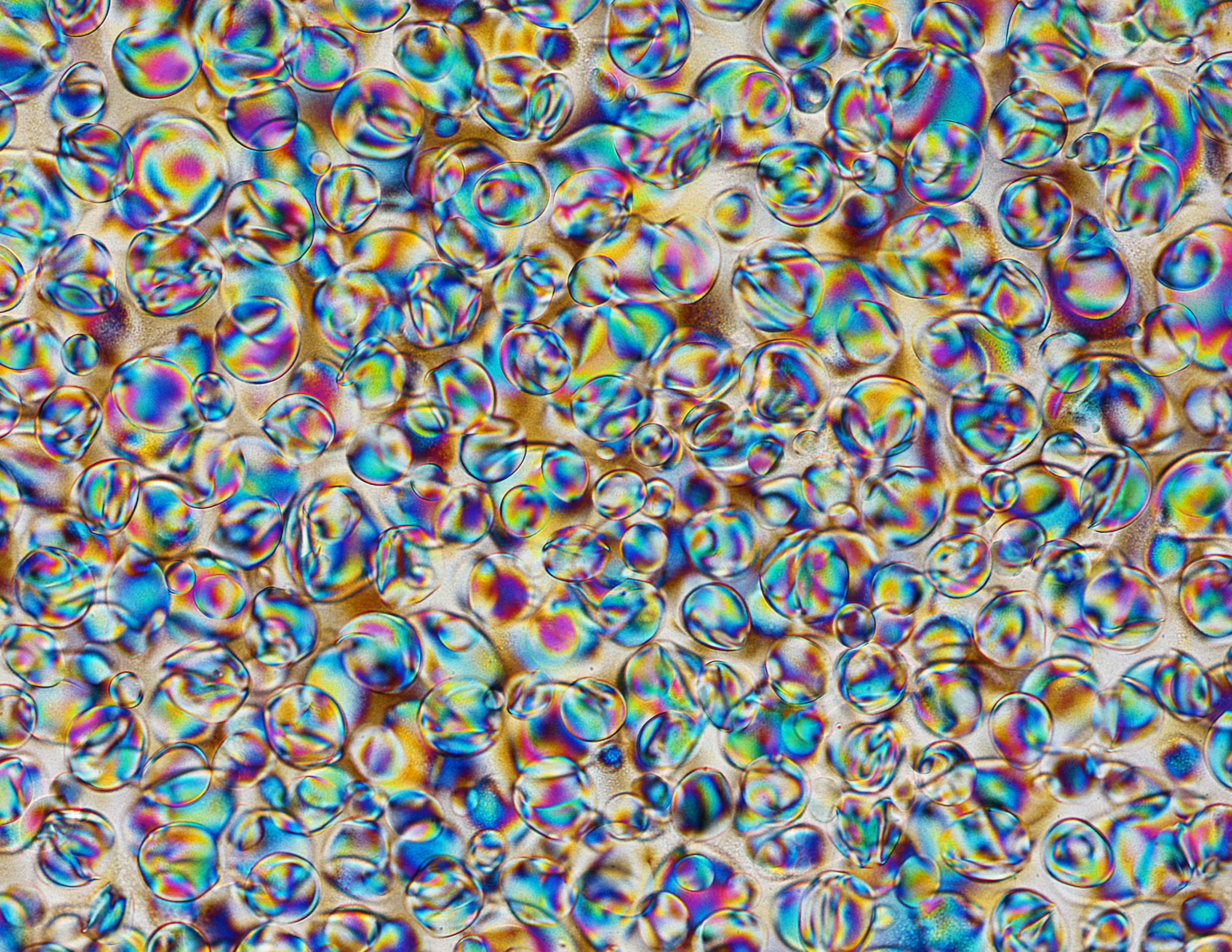 A liquid crystal cocktail of rods and plates yields strong nanocomposites 