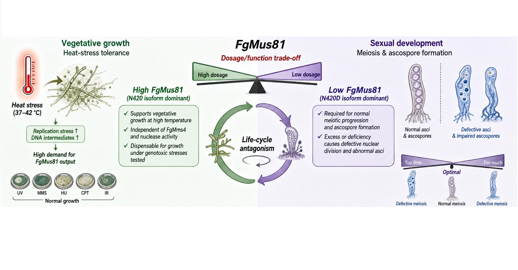 To Adapt or Reproduce? How a Fungal Pathogen Uses an Epitranscriptomic Brake to Balance DNA Repair