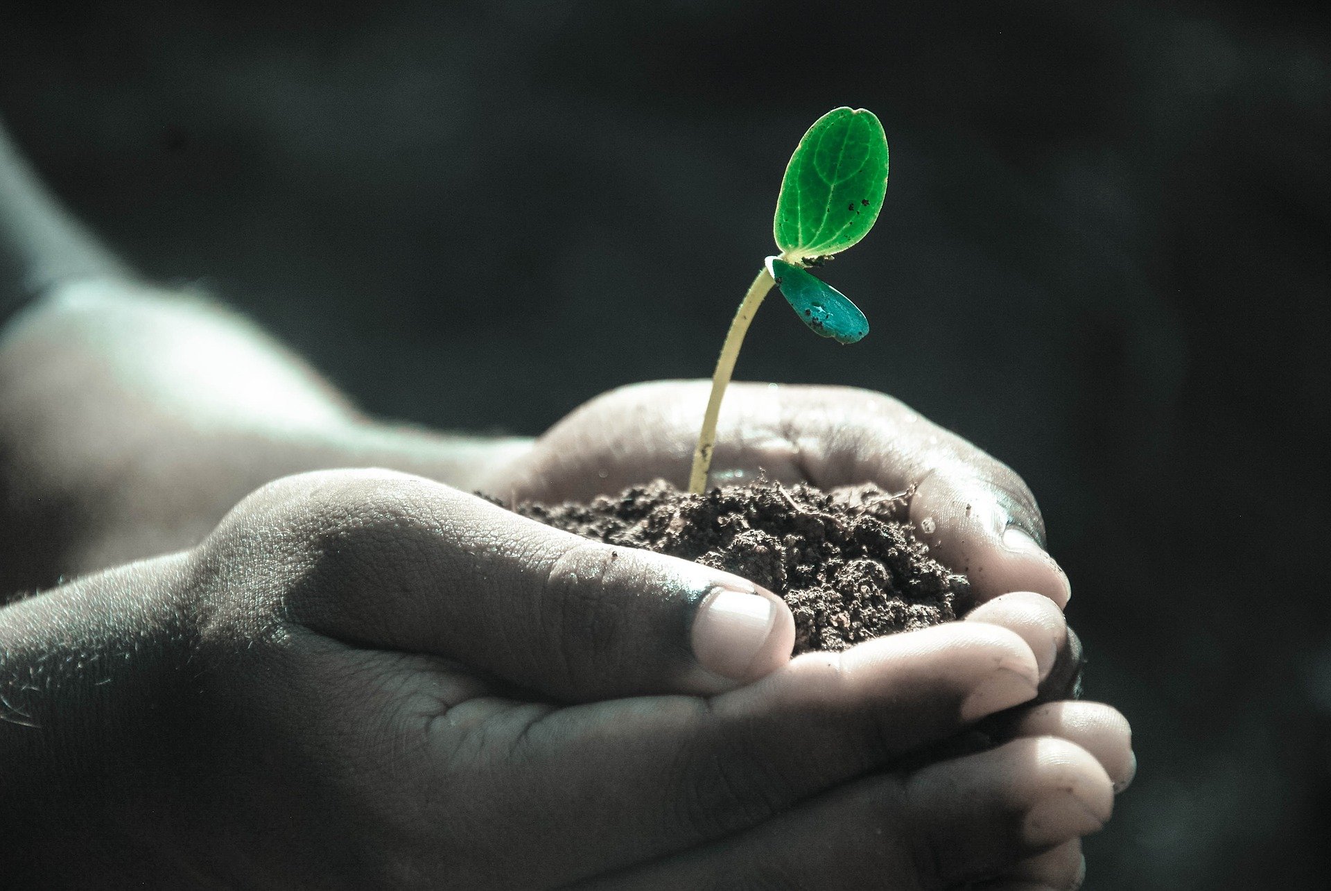 Evolutionary history provides a valuable means to recognize plant services for humankind