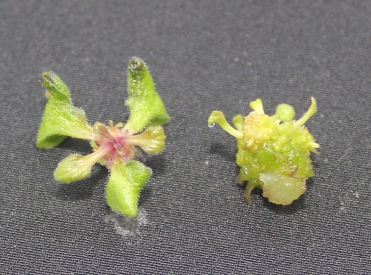 Why Do Tissue Culture Protocols Fail? (The Reason Is Not Hormones)