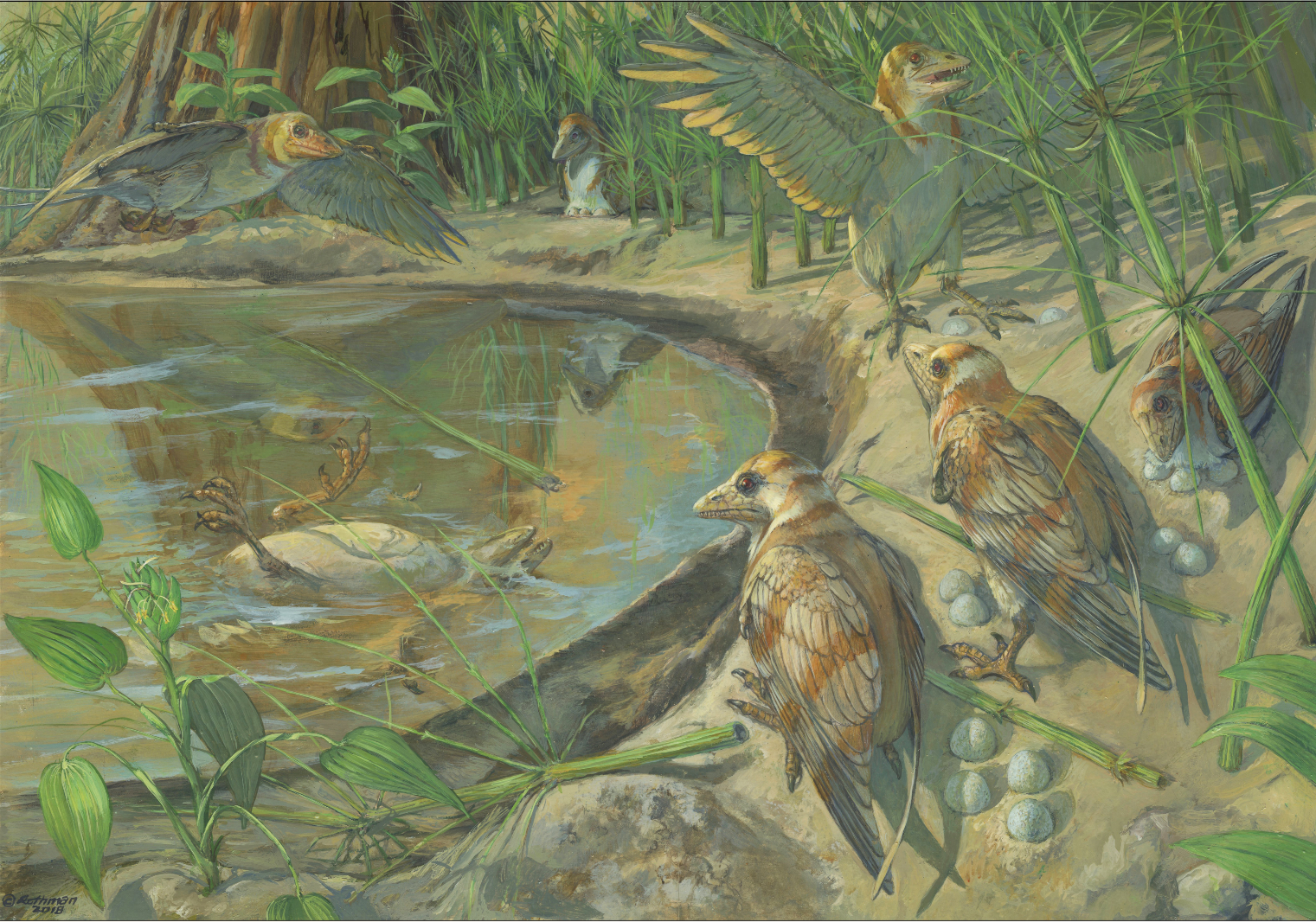 An egg found inside a fossil bird, by accident!