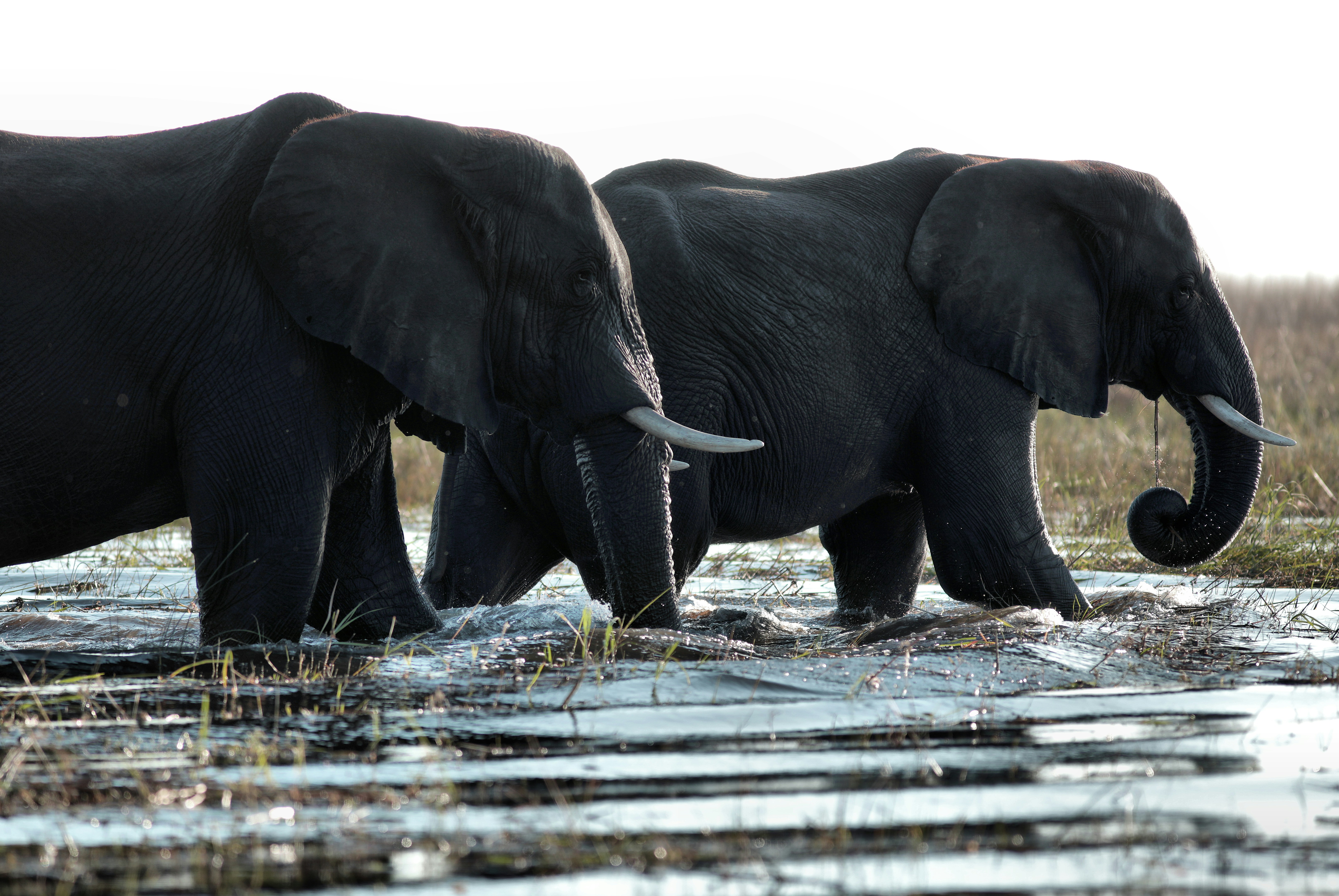 The Role of Community-Based Conservation in Wildlife Protection: Lessons from Namibia