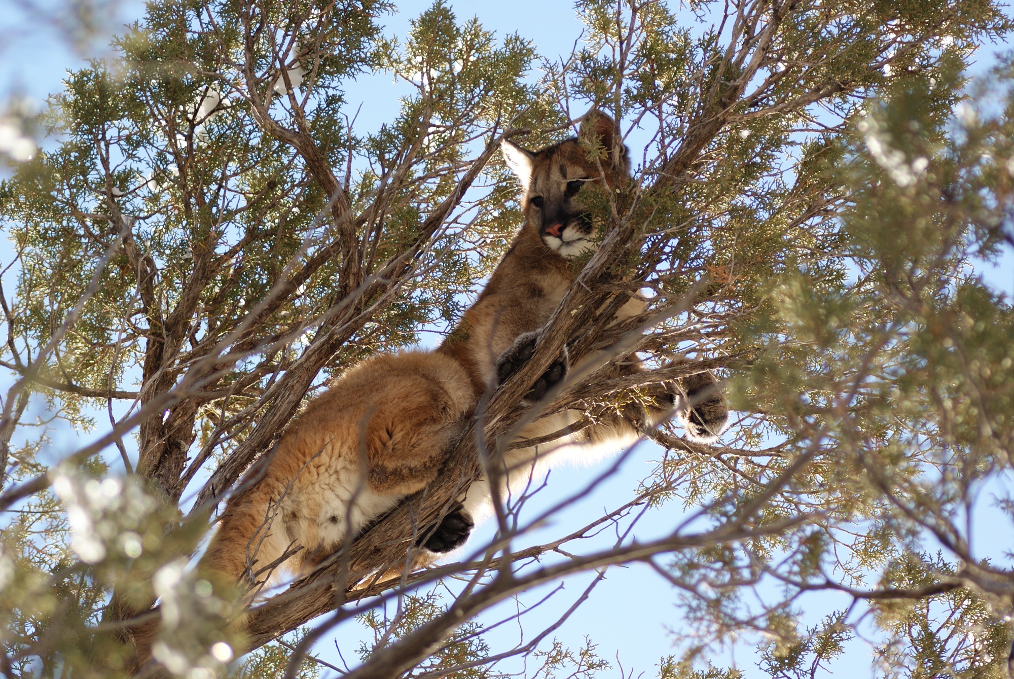 What factors shape virus spread in secretive carnivores?