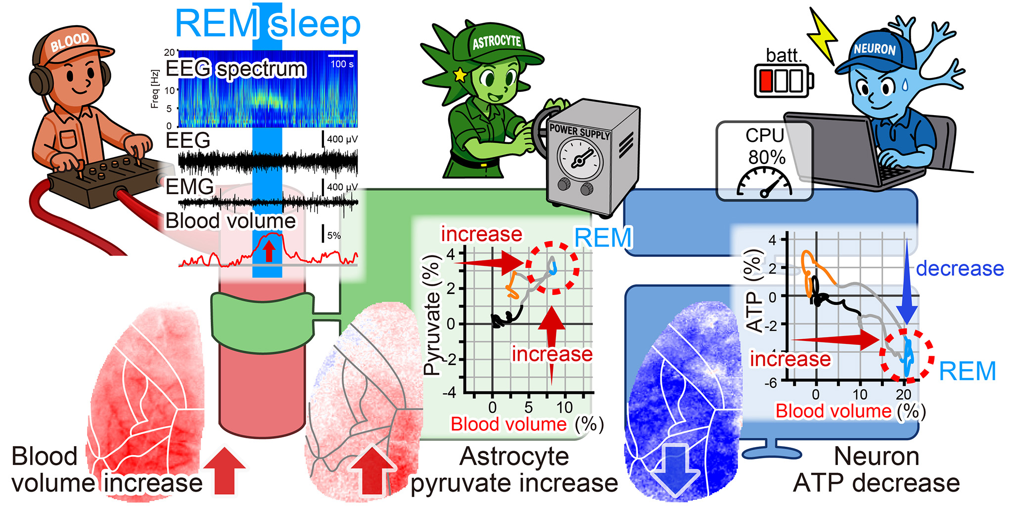 When More Blood Does Not Mean More Neuronal Energy: A Hidden Paradox of REM Sleep