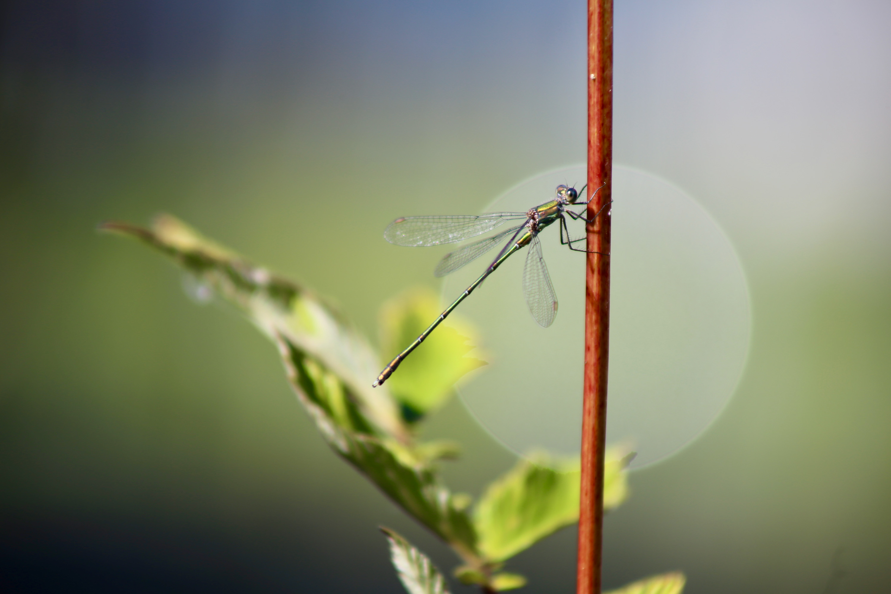 How did climate change and regional land-use change contribute to insect trends in the past 40 years?