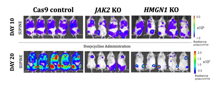 HMGN1 and P2RY8-CRLF2 cooperate in Down Syndrome acute lymphoblastic leukemia