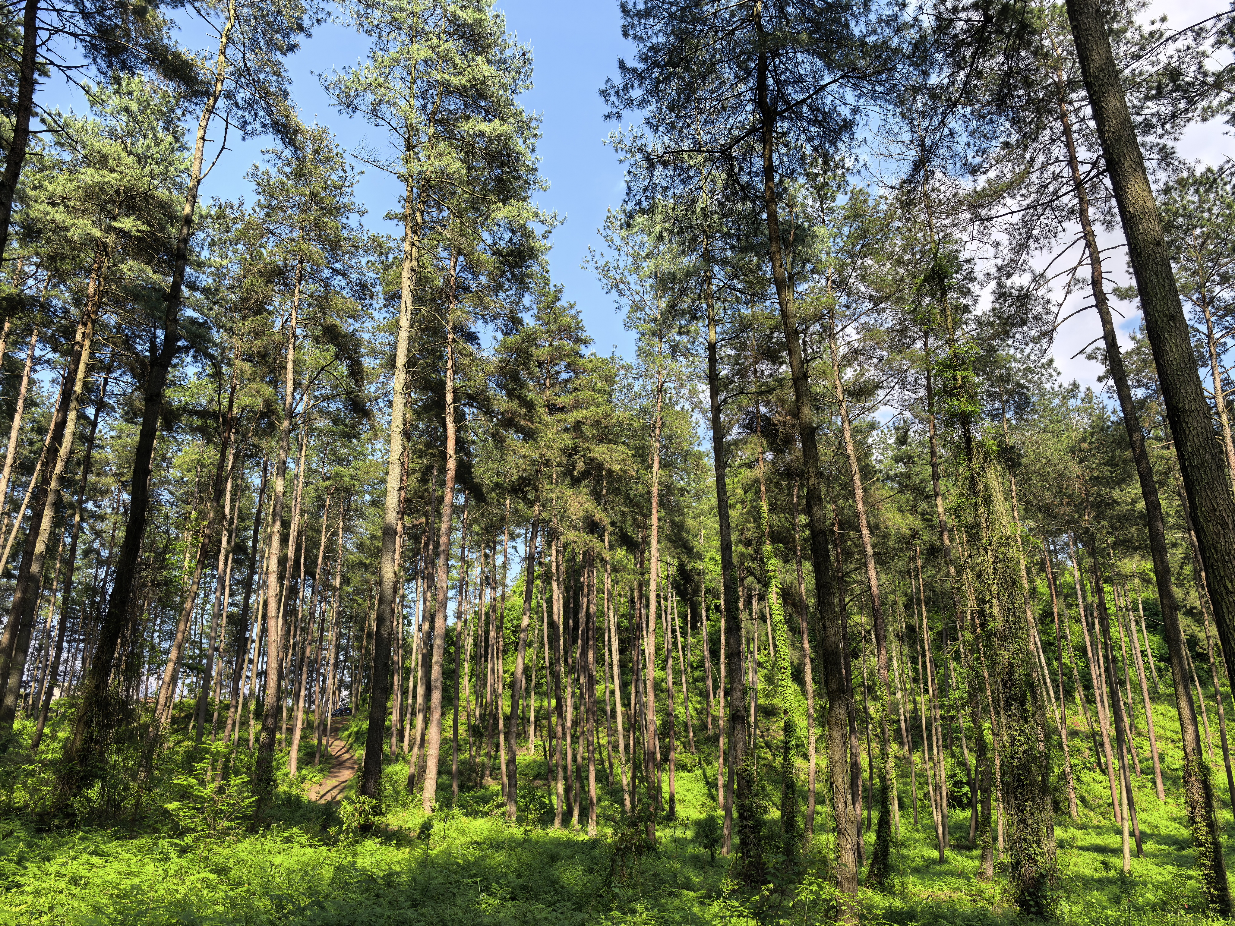 What limits woody plants from restoring metal-contaminated soils? A global synthesis