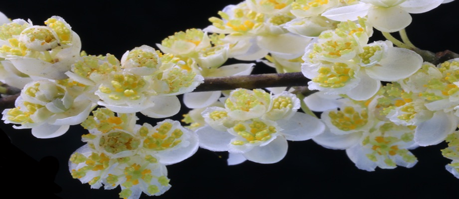 The Litsea genome shed new lights on the evolution of the Lauraceae and the relationship among magnoliids, monocots and eudicots
