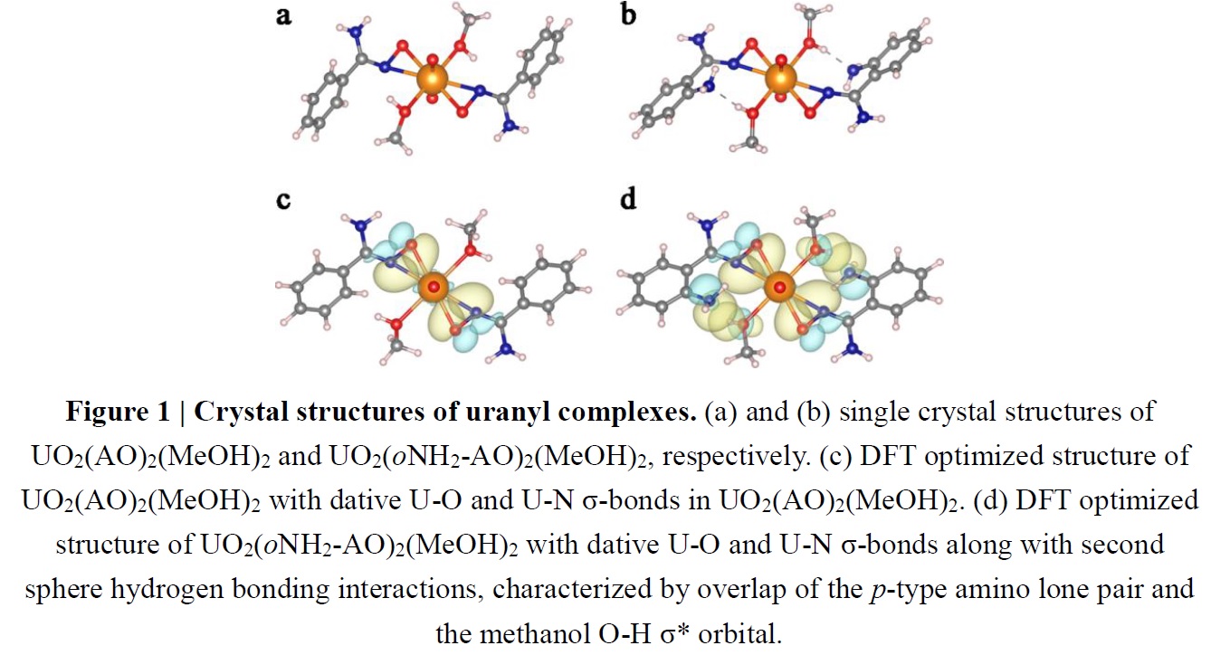 Bio-Inspired Uranium Nano-Traps