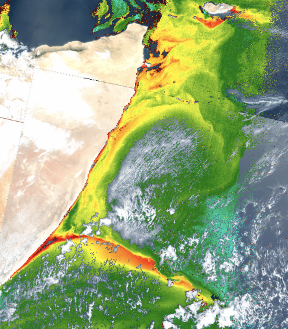  The Great Whirl absence reduces the Somali upwelling productivity
