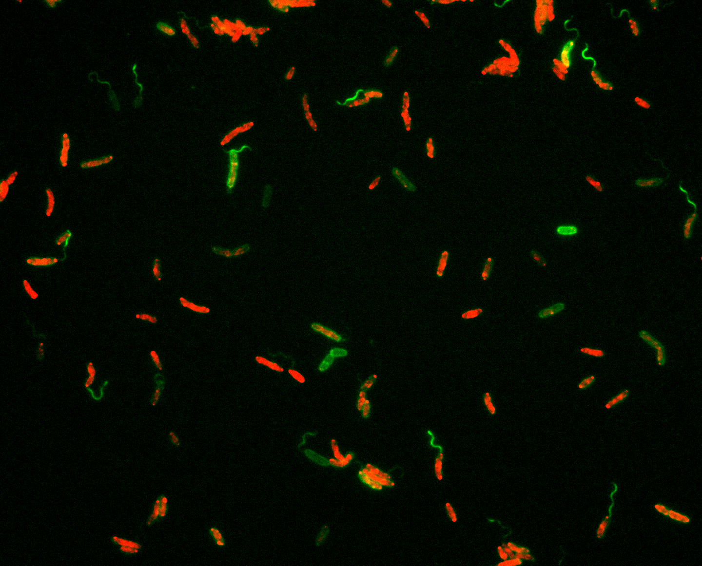 How to build a flagellum for all conditions