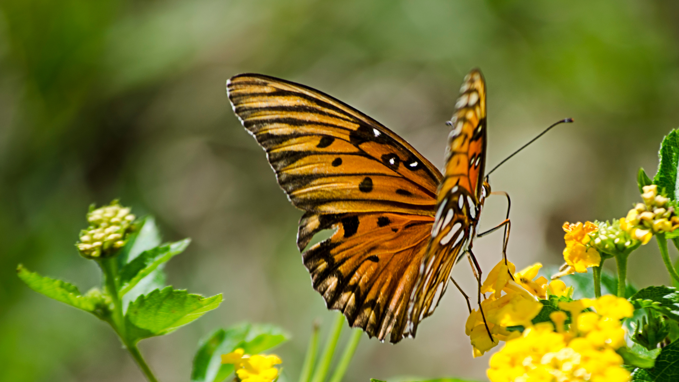 🎯 Set Your 2025 Goals: Leadership Workshop on World Optimist Day!