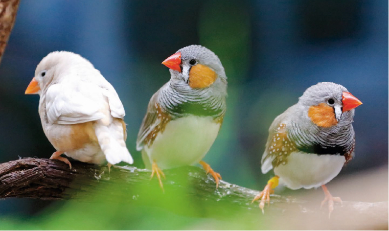 The Vertebrate Genomes Project