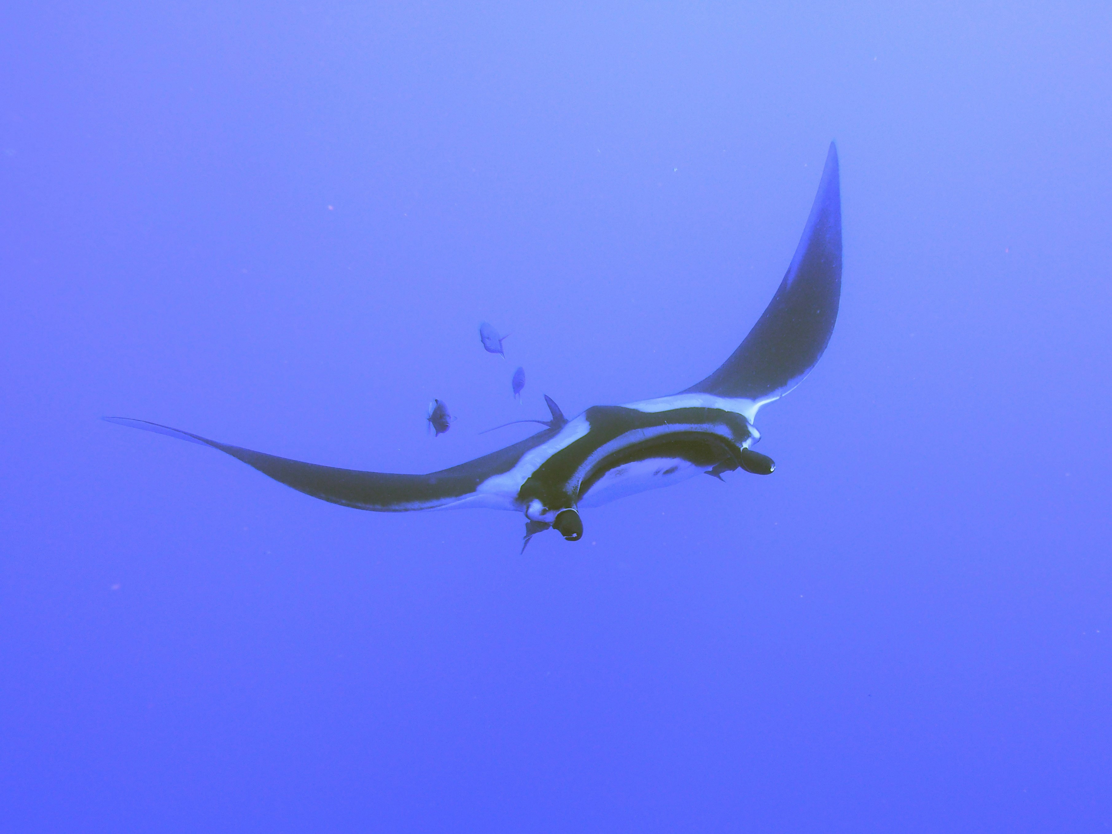 Marine Conservation Job Board