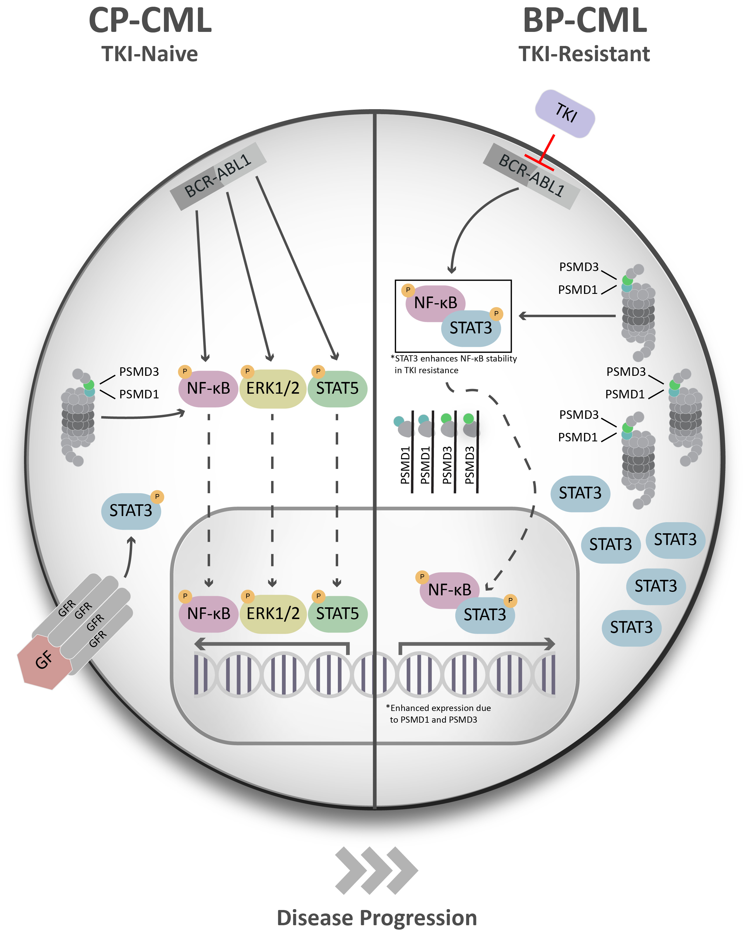 Targeting non-ATPase proteasome subunits in chronic myeloid leukemia (CML)