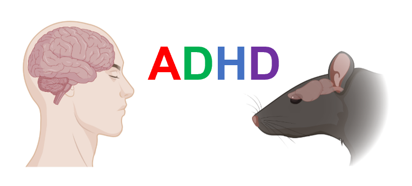 Impaired Wnt signaling and the predominantly inattentive ADHD