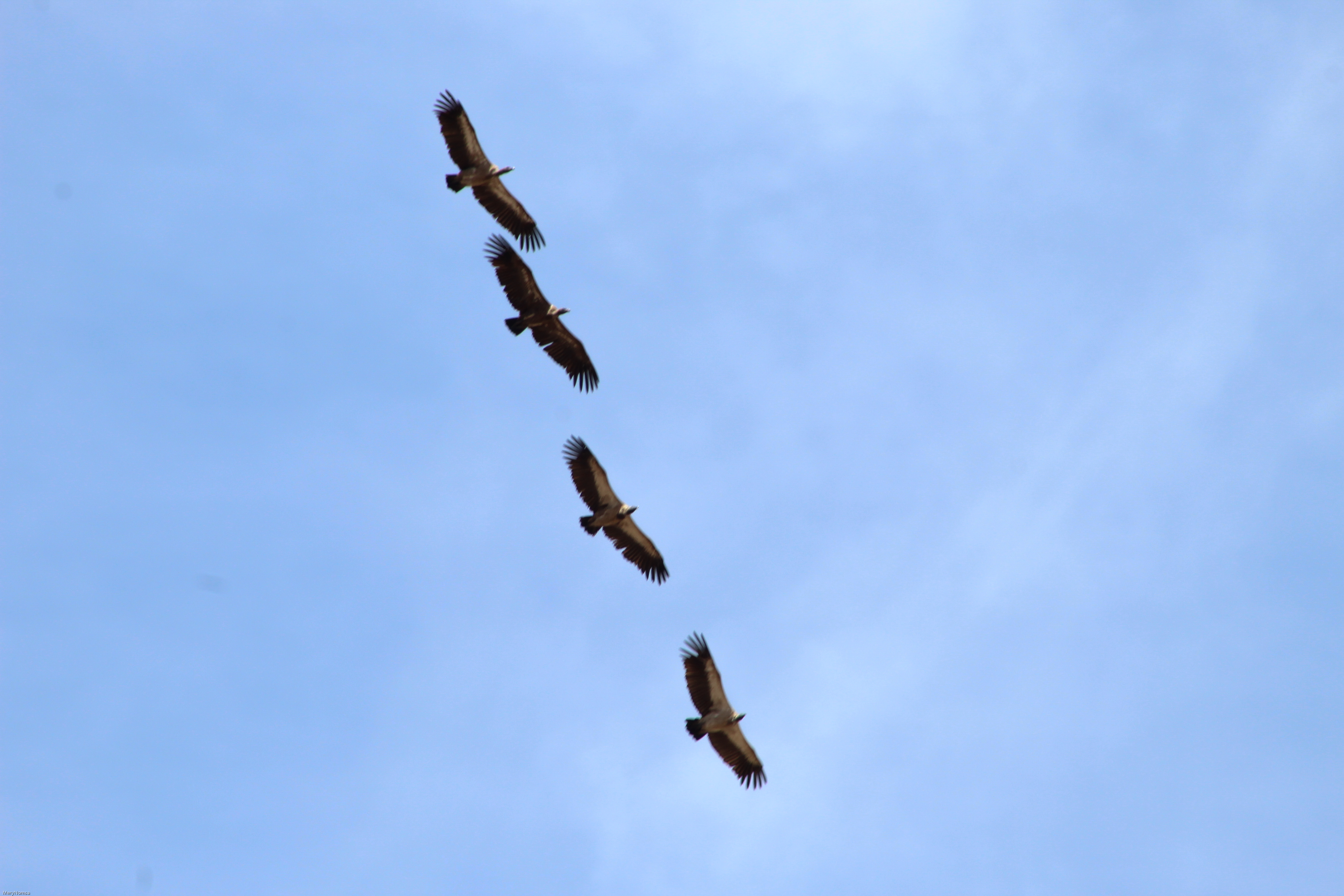 The Achilles Heel of Conservation