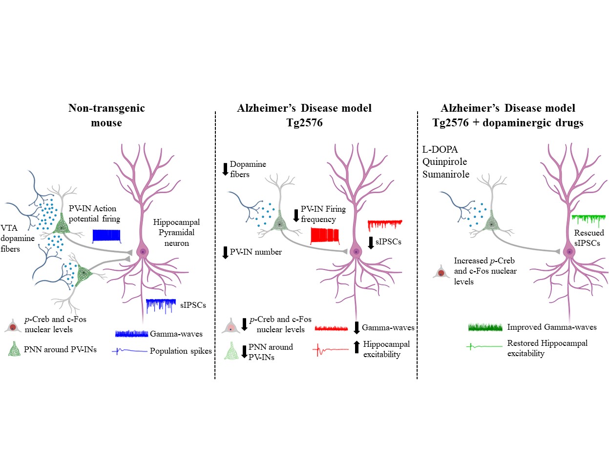 Boosting dopamine tone rescues Parvalbumin interneuron deficits and hippocampal hyperexcitability in an Alzheimer's mouse