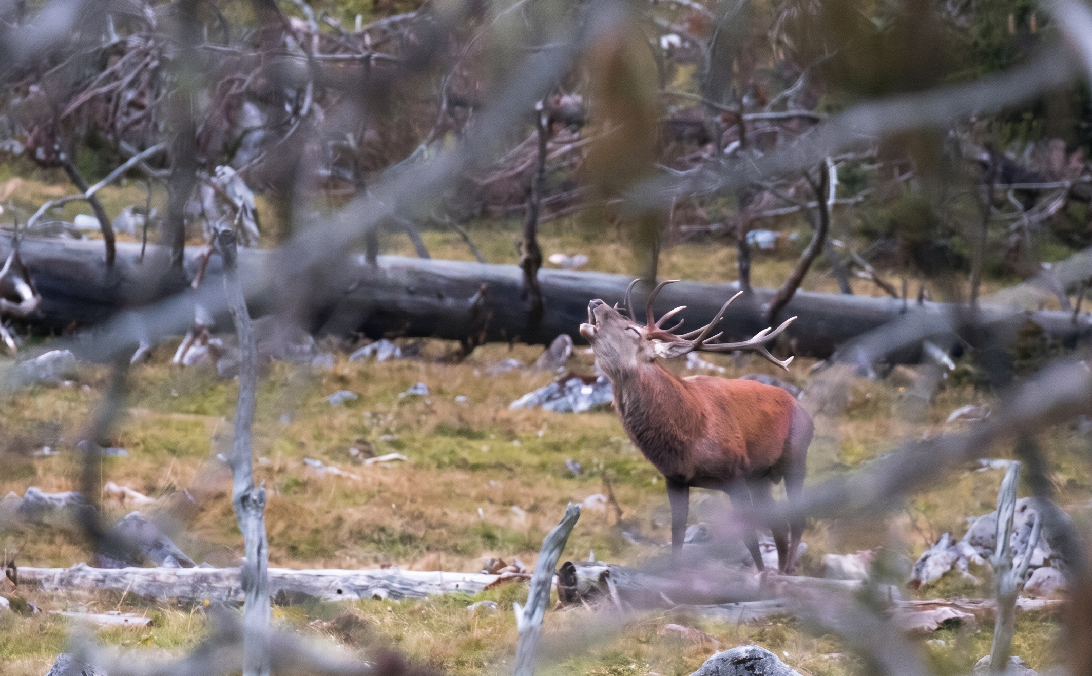 Why Increasing Forest Disturbances are Good News for Europe’s Large Herbivores