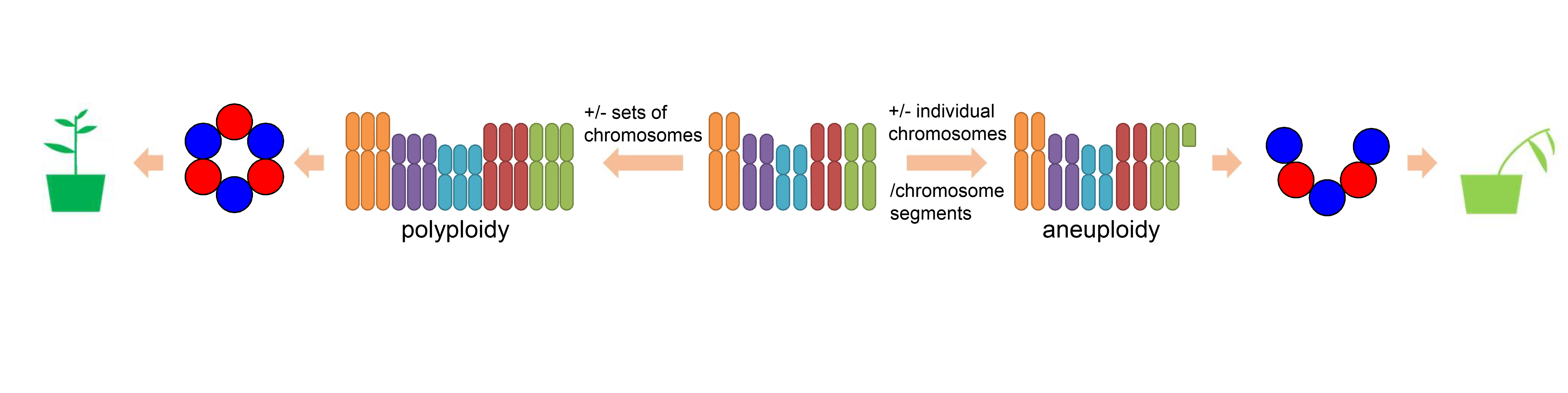 MicroRNA dosage alterations – what is the consequence?