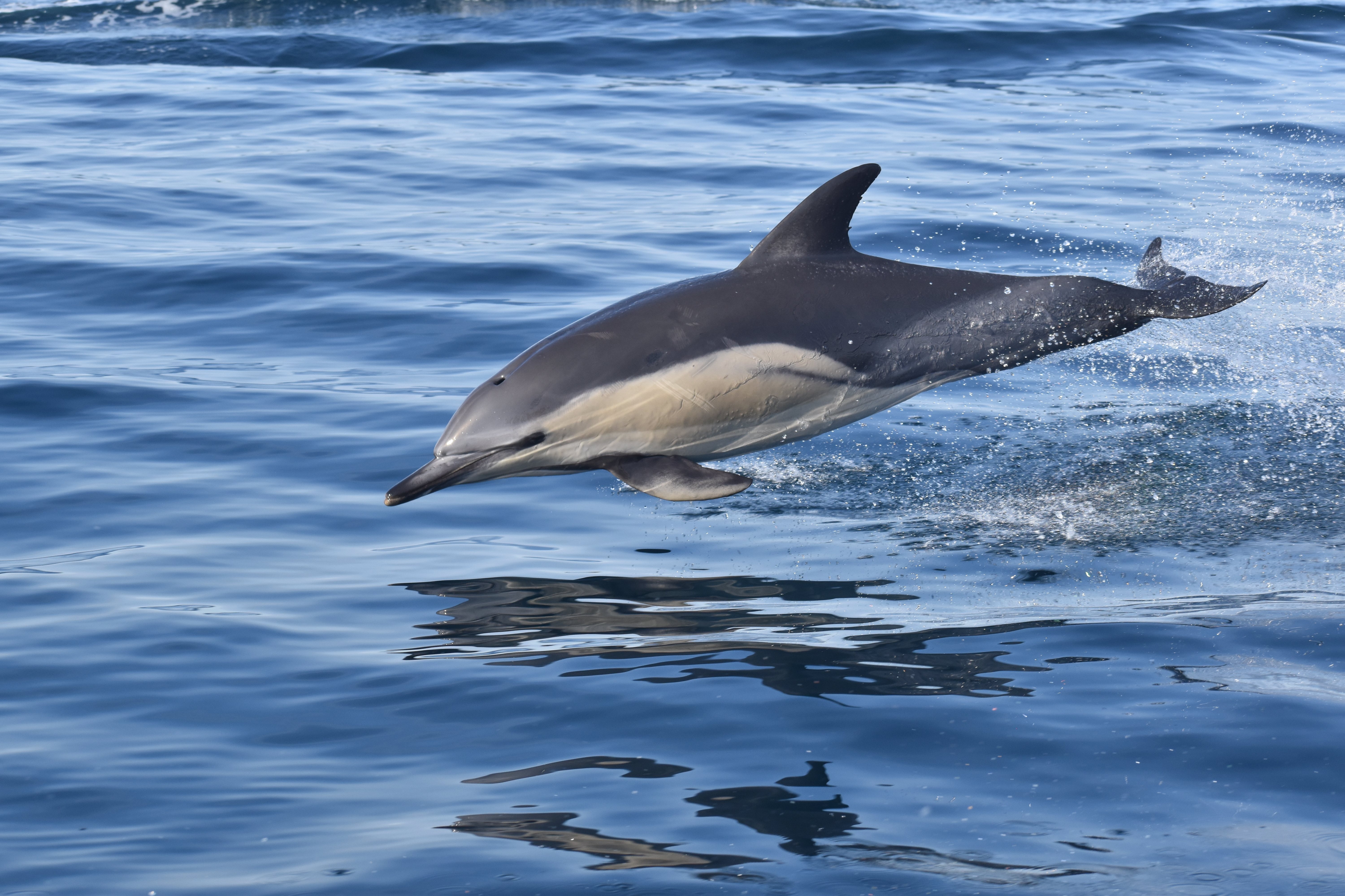 Following an invisible trail: how stranded dolphins revealed the hidden journey of algal toxins