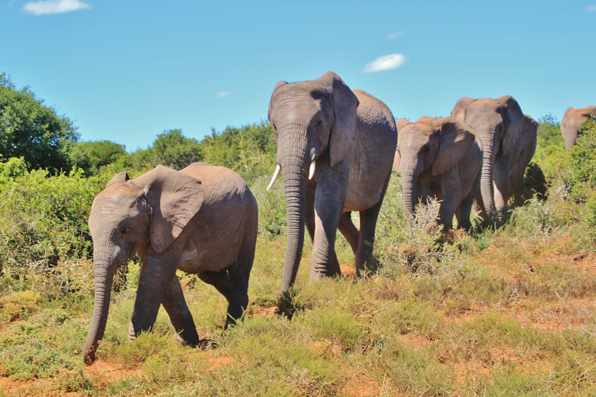 Geoengineering could have animals running for their lives