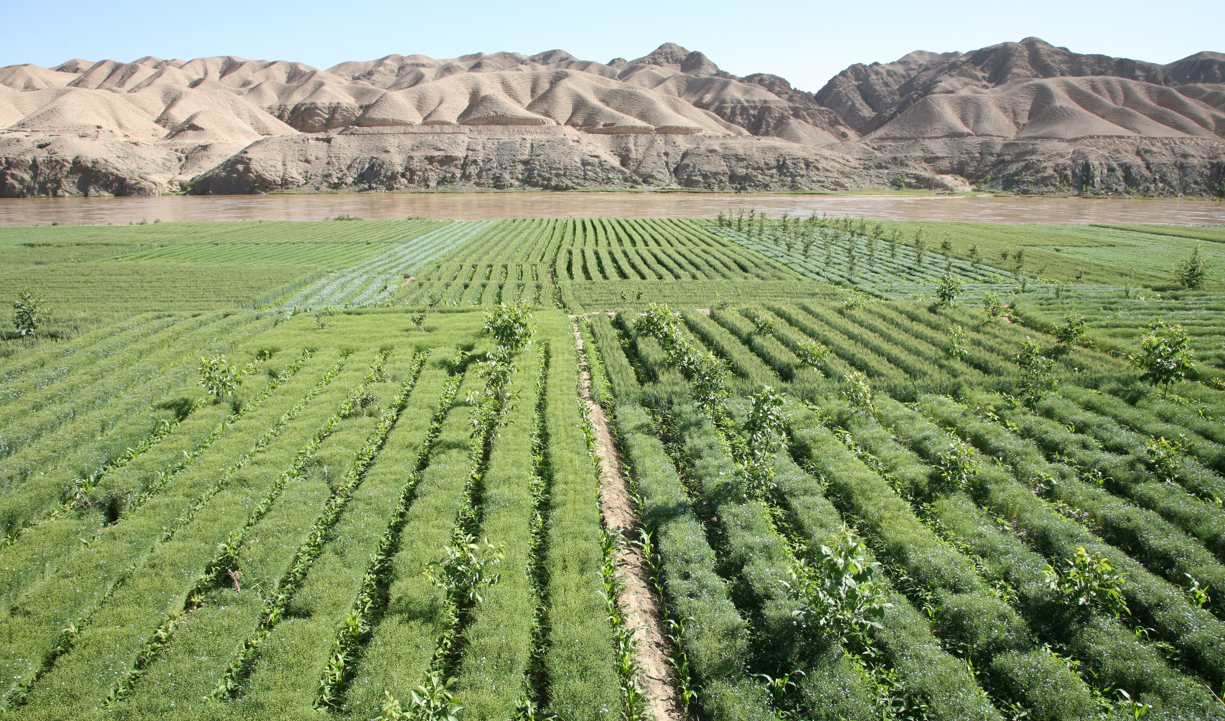 Intercropping: A growing approach to sustainably increase grain yield and soil fertility
