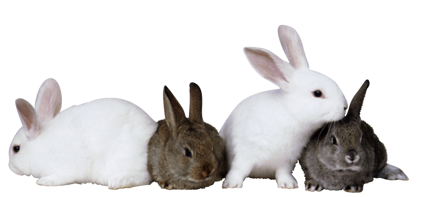 Bye-bye Bunny 