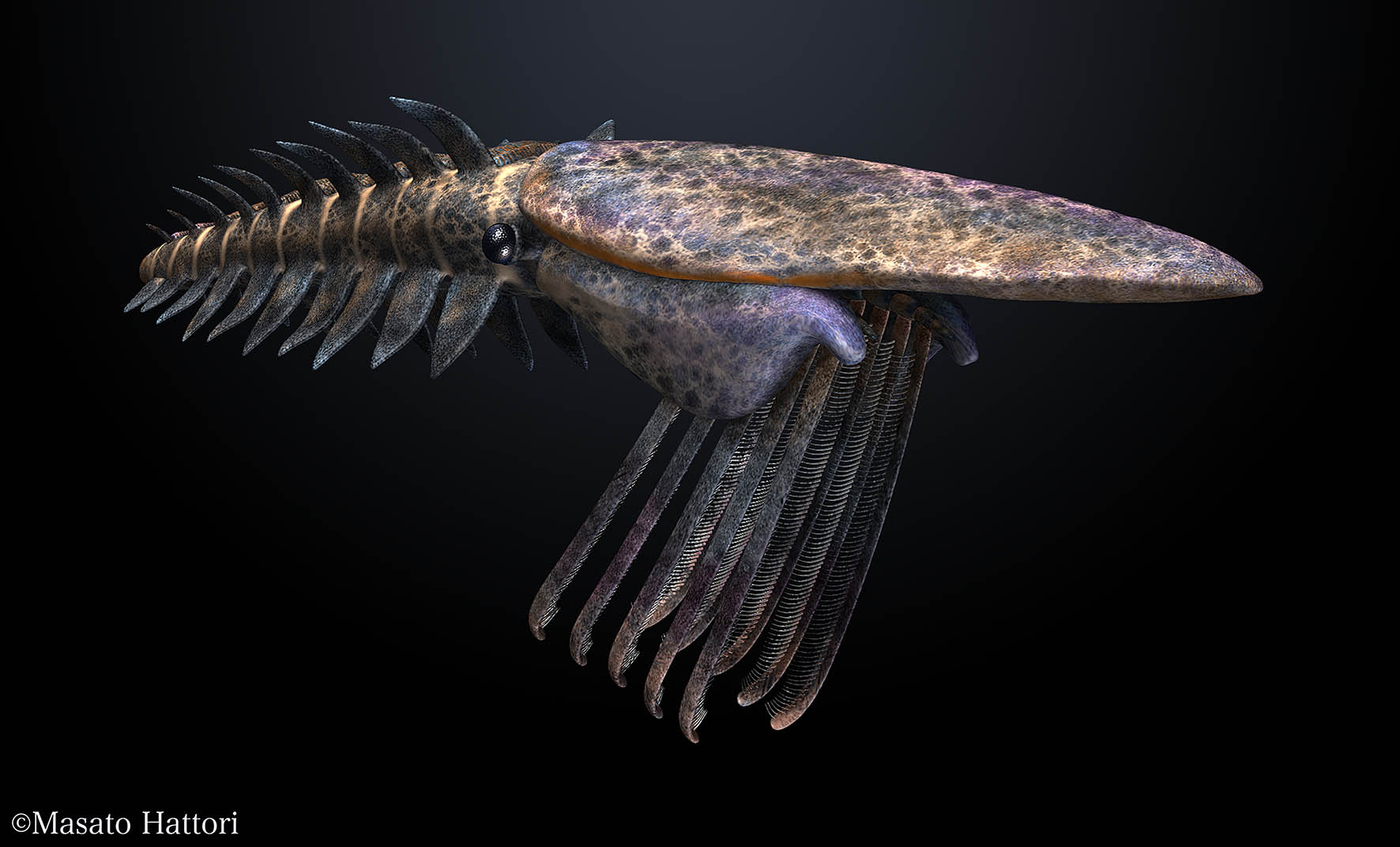 Suspension feeding radiodont links Cambrian surface waters and sea floor